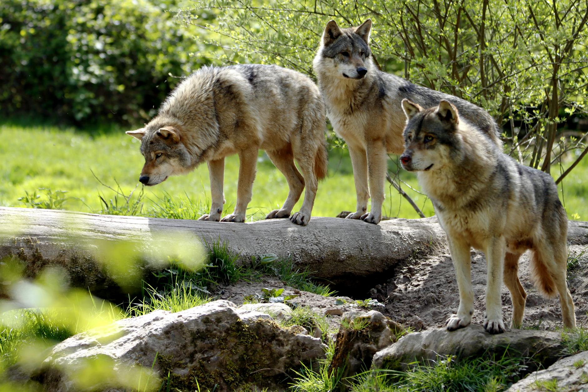 Wolf Pack Hierarchy Social Structure Family Dynamics