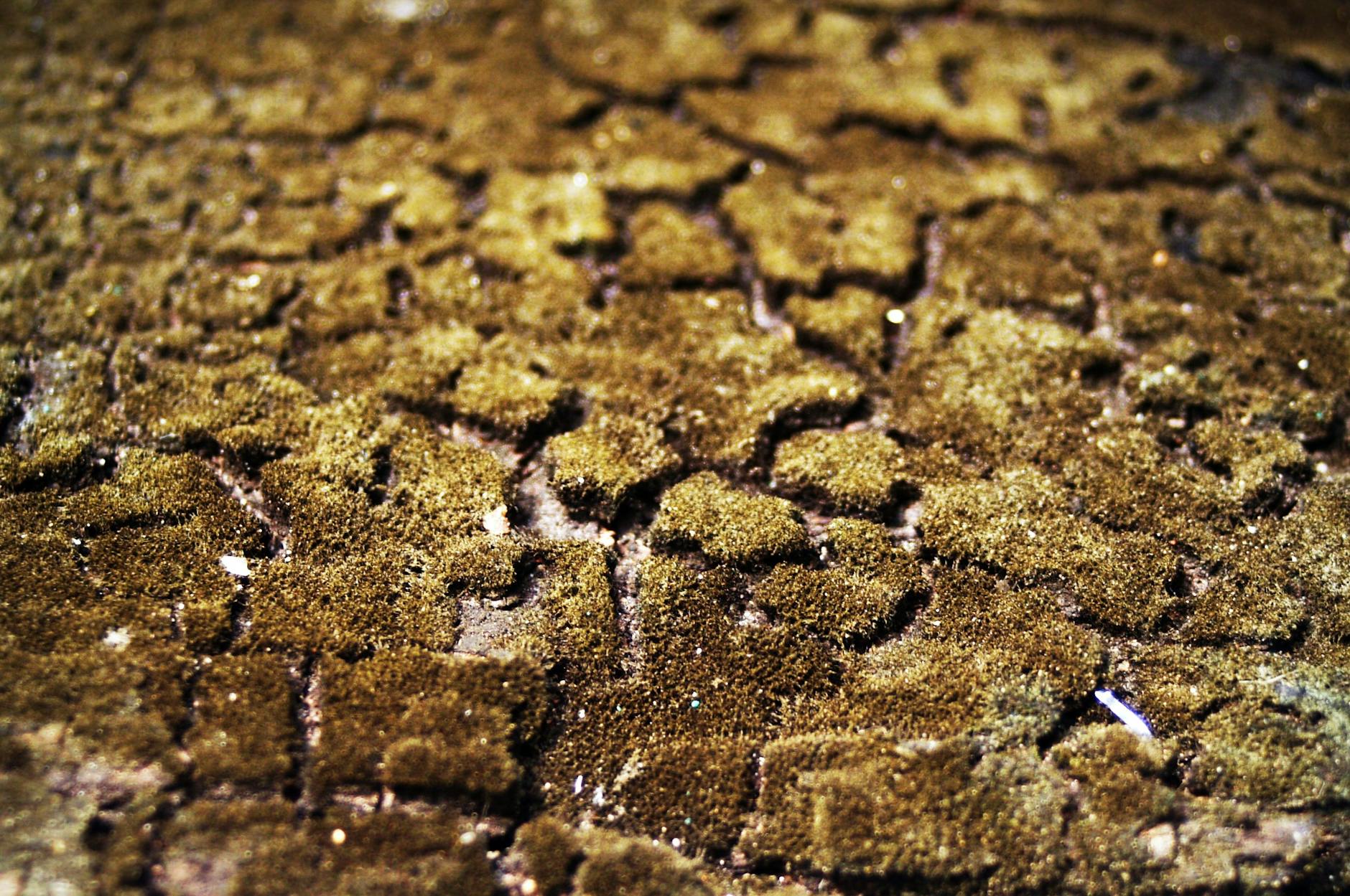 Green Algae On Soil -> Soil With Green Algae