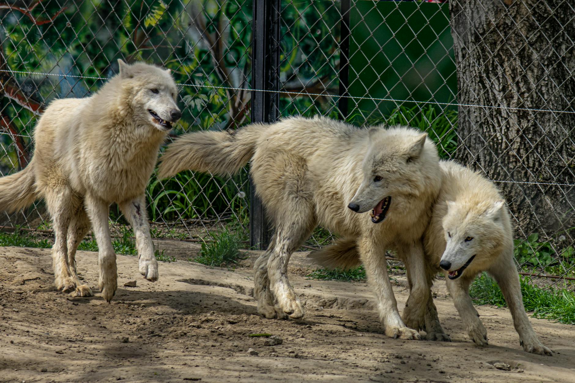 Wolves Life Expectancy In The Wild And Captivity