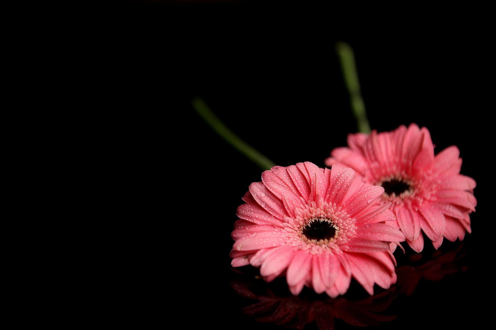 Gerbera Flowers
