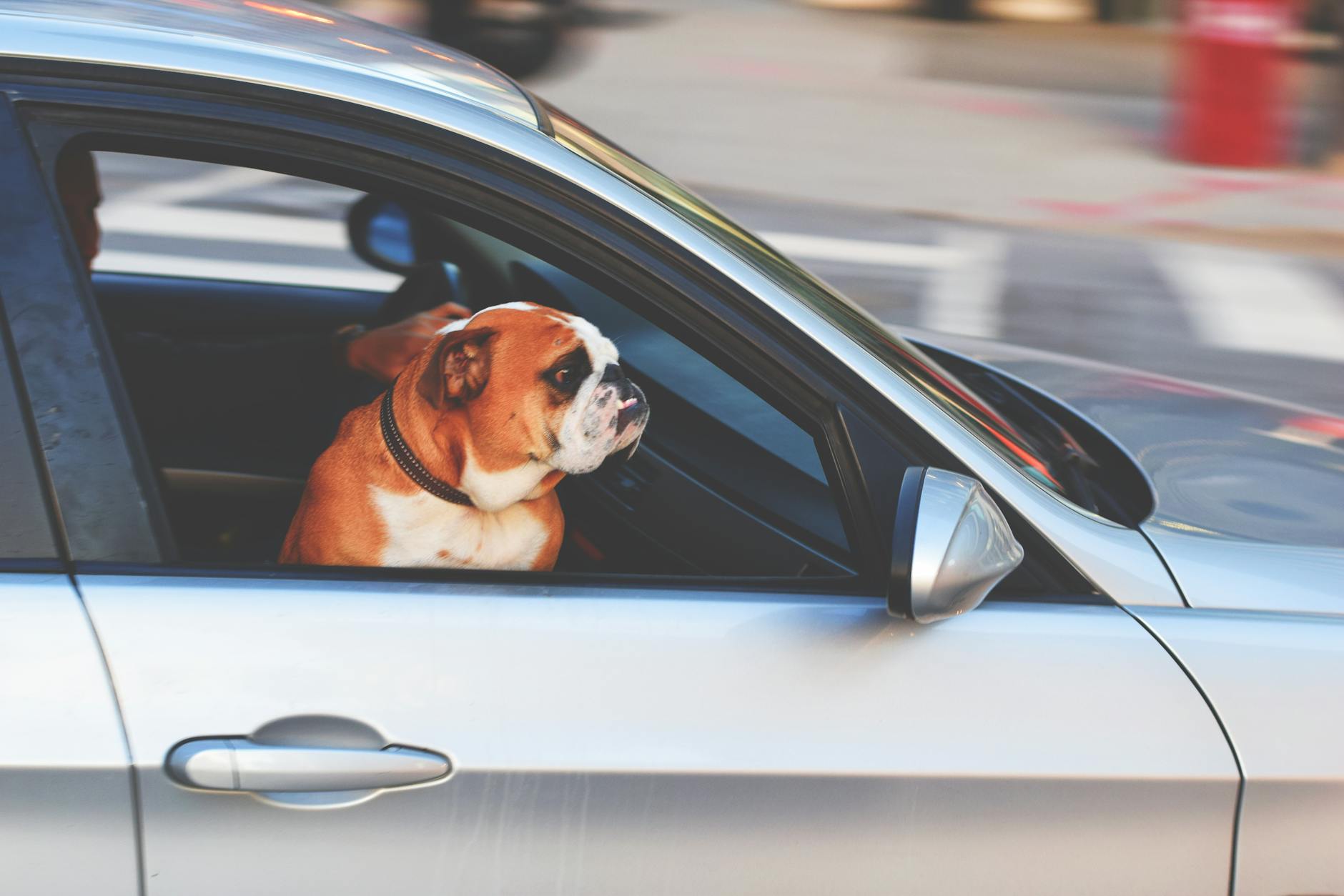 Unrestrained Pets in car