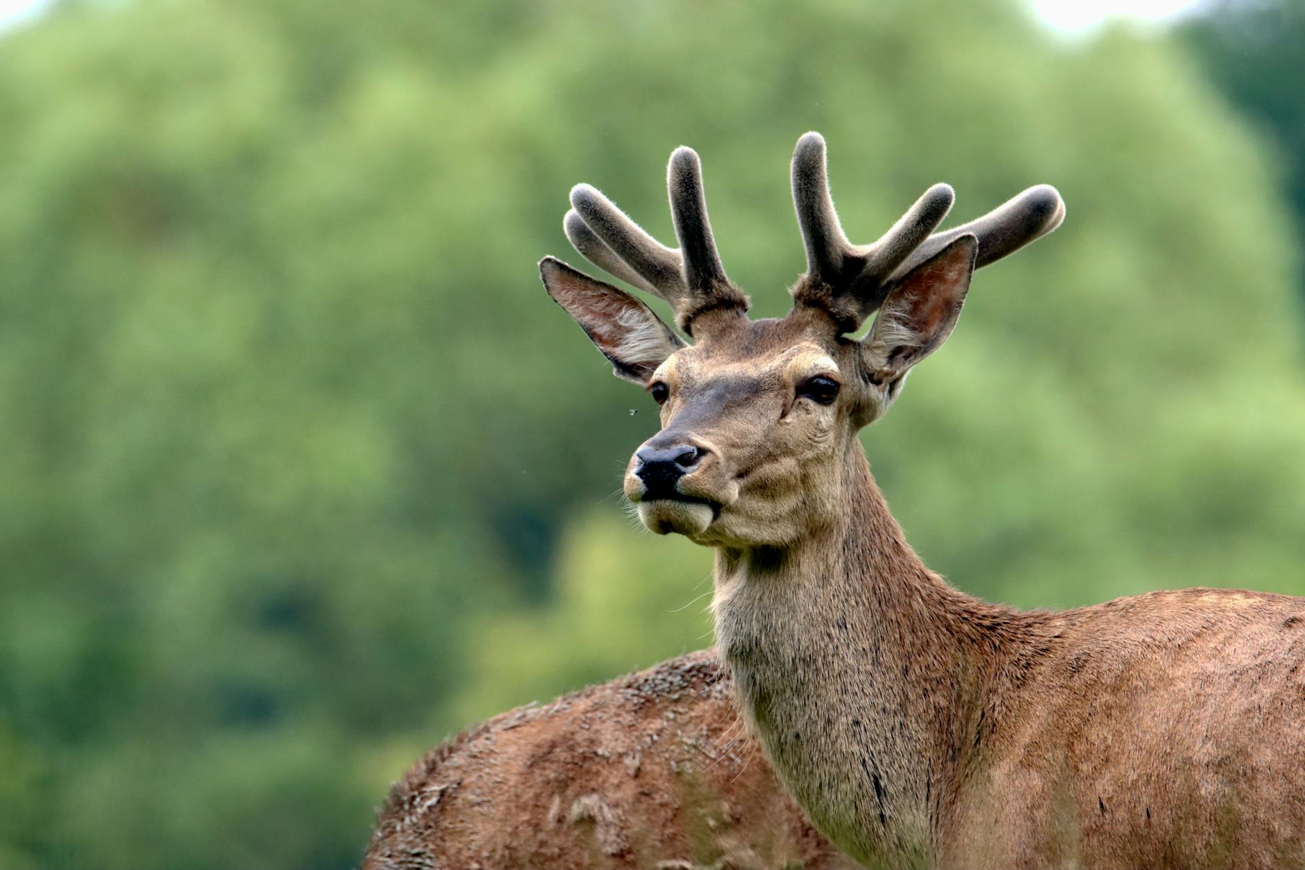 Smart Deer Environmental Awareness Memory Communication