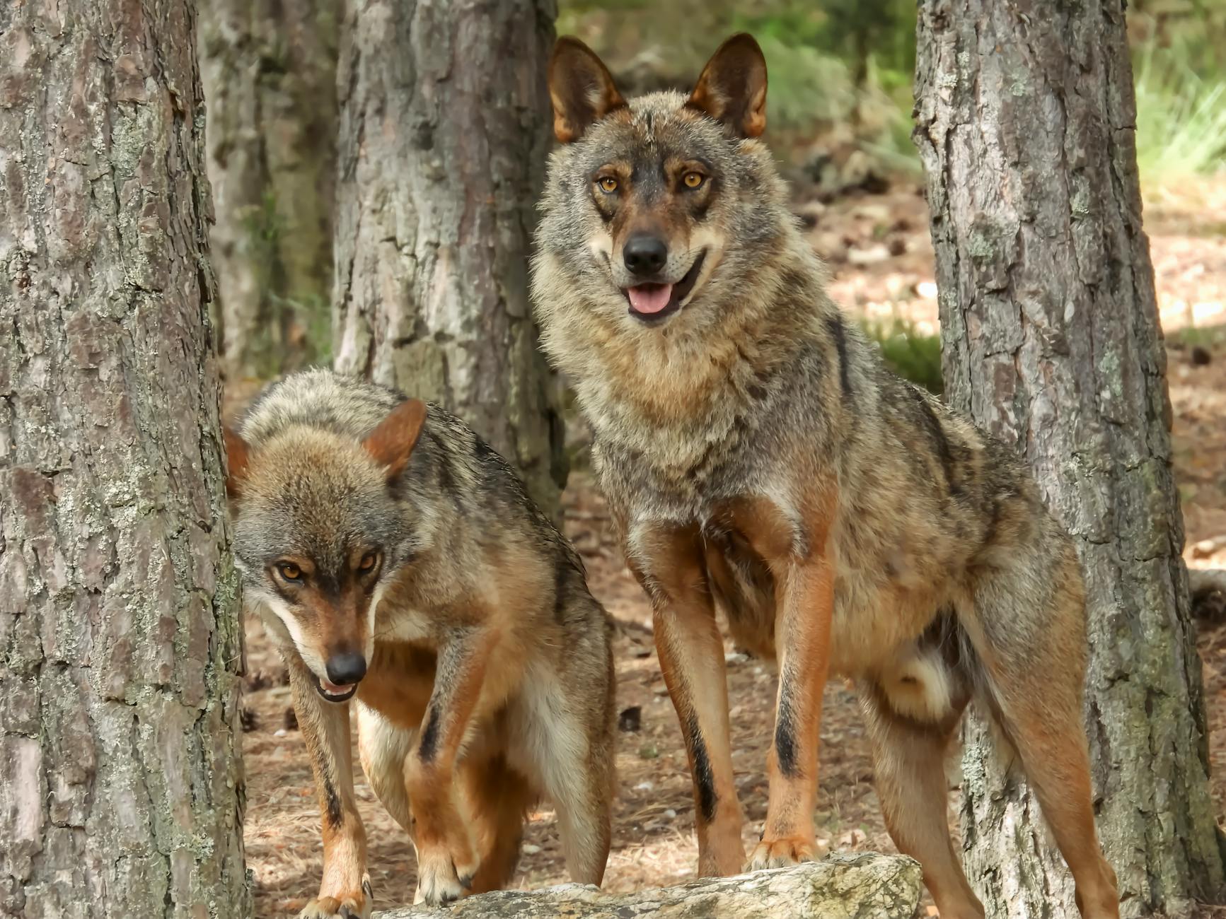 Wolves Hunting Strategies Pack Coordination Ungulates