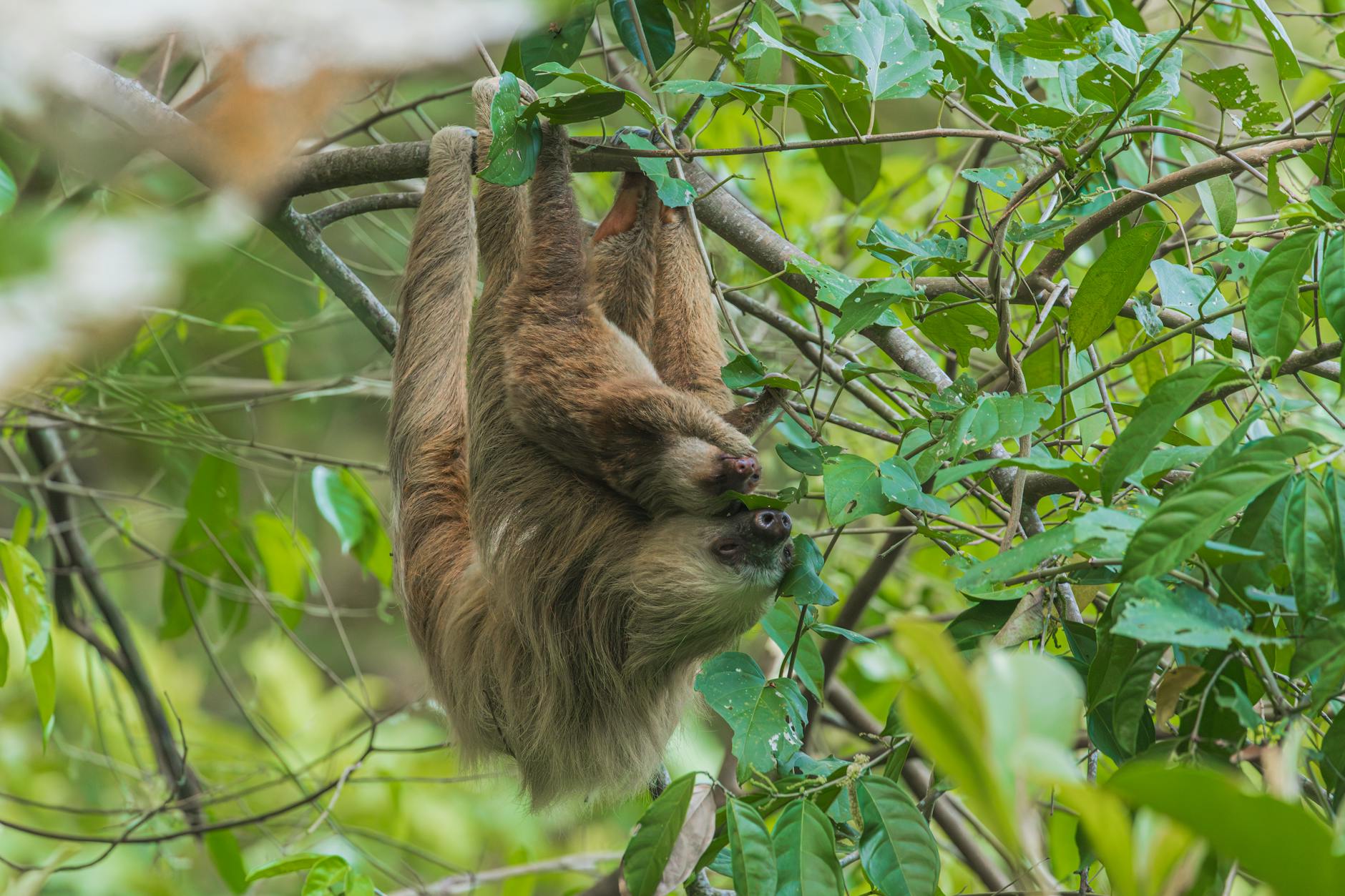 Pygmy Three-Toed Sloth Endangered Habitat
