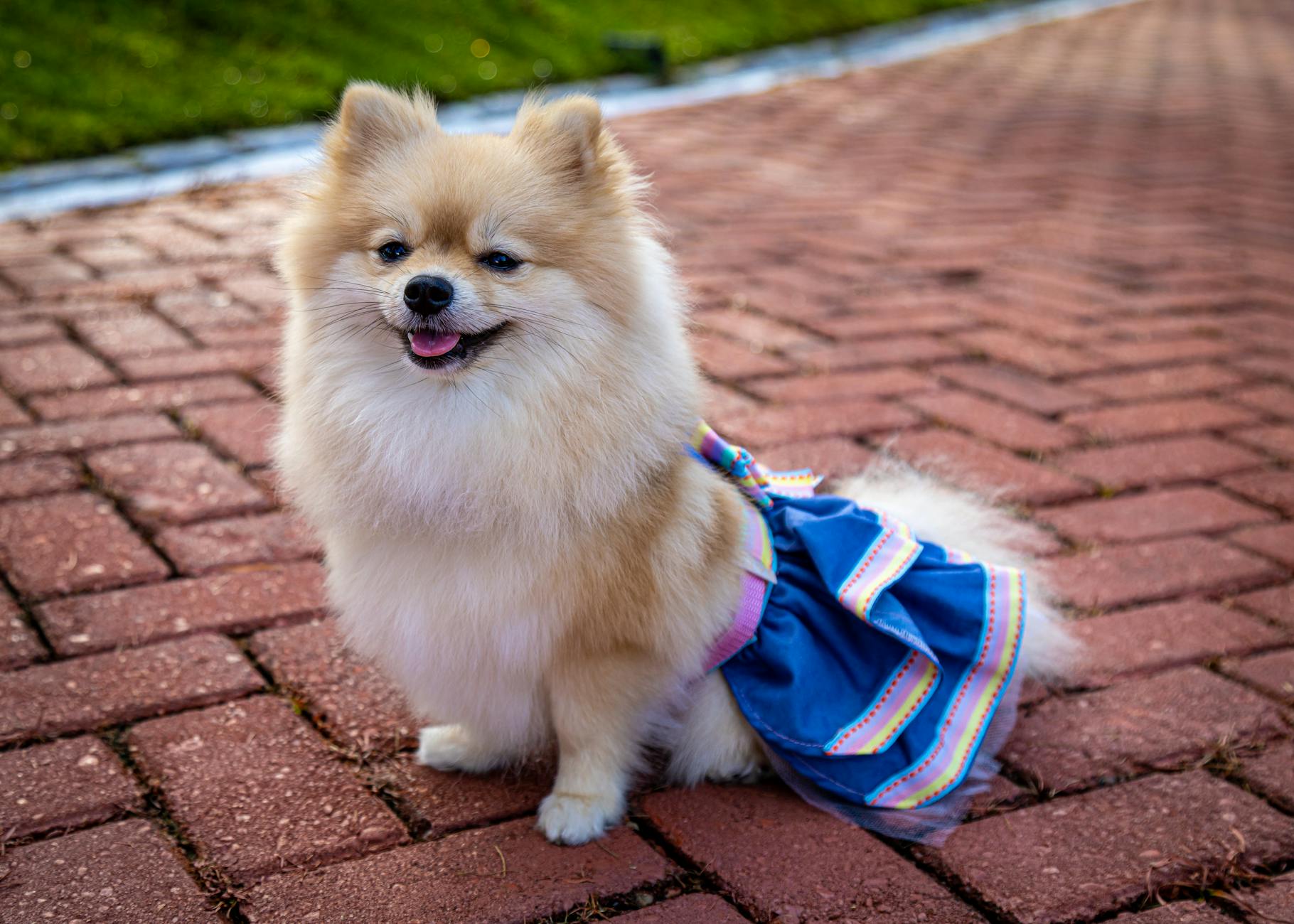Pomeranian Dog