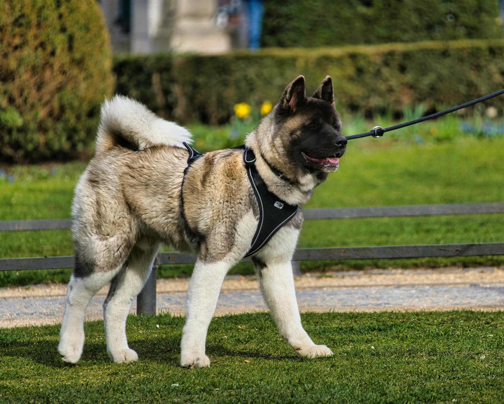 Akita Dog Breed Aggressive Behavior