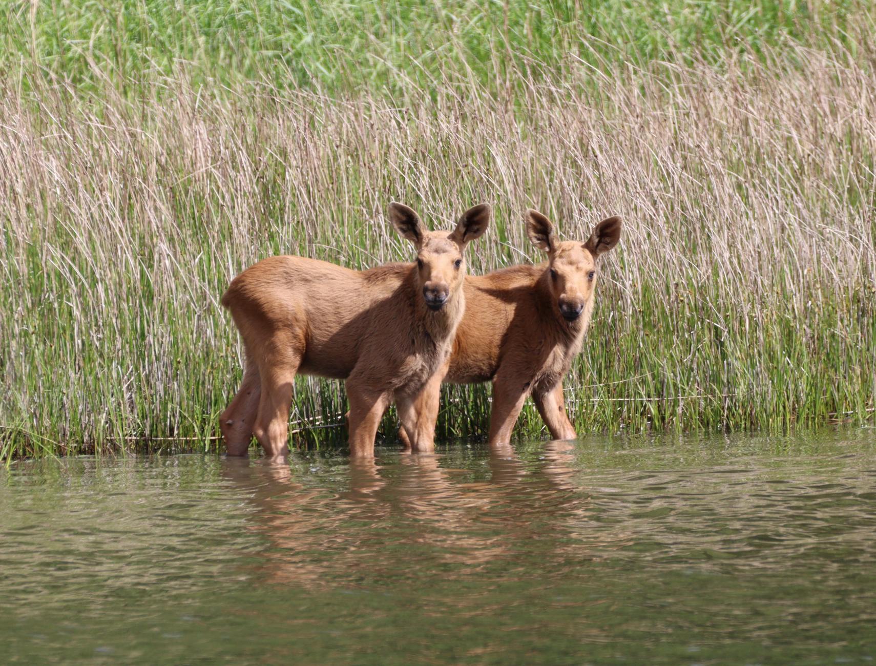 Moose In Marshes