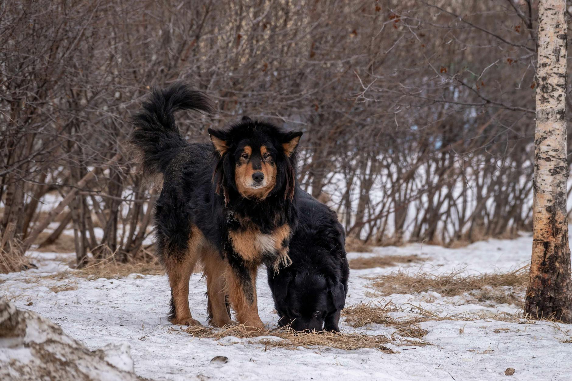 Tibetan Mastiff Aggressive Dog Breed