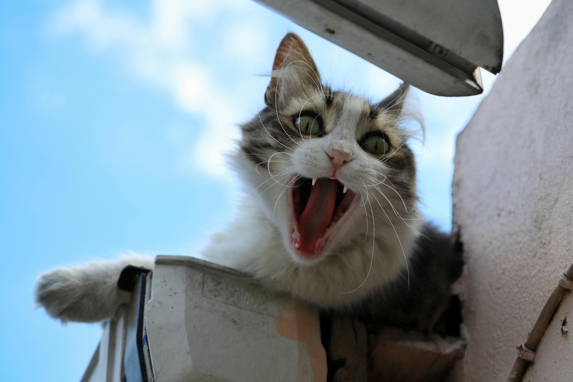 Japanese Bobtail Cat Breed Playful Energetic Communicative