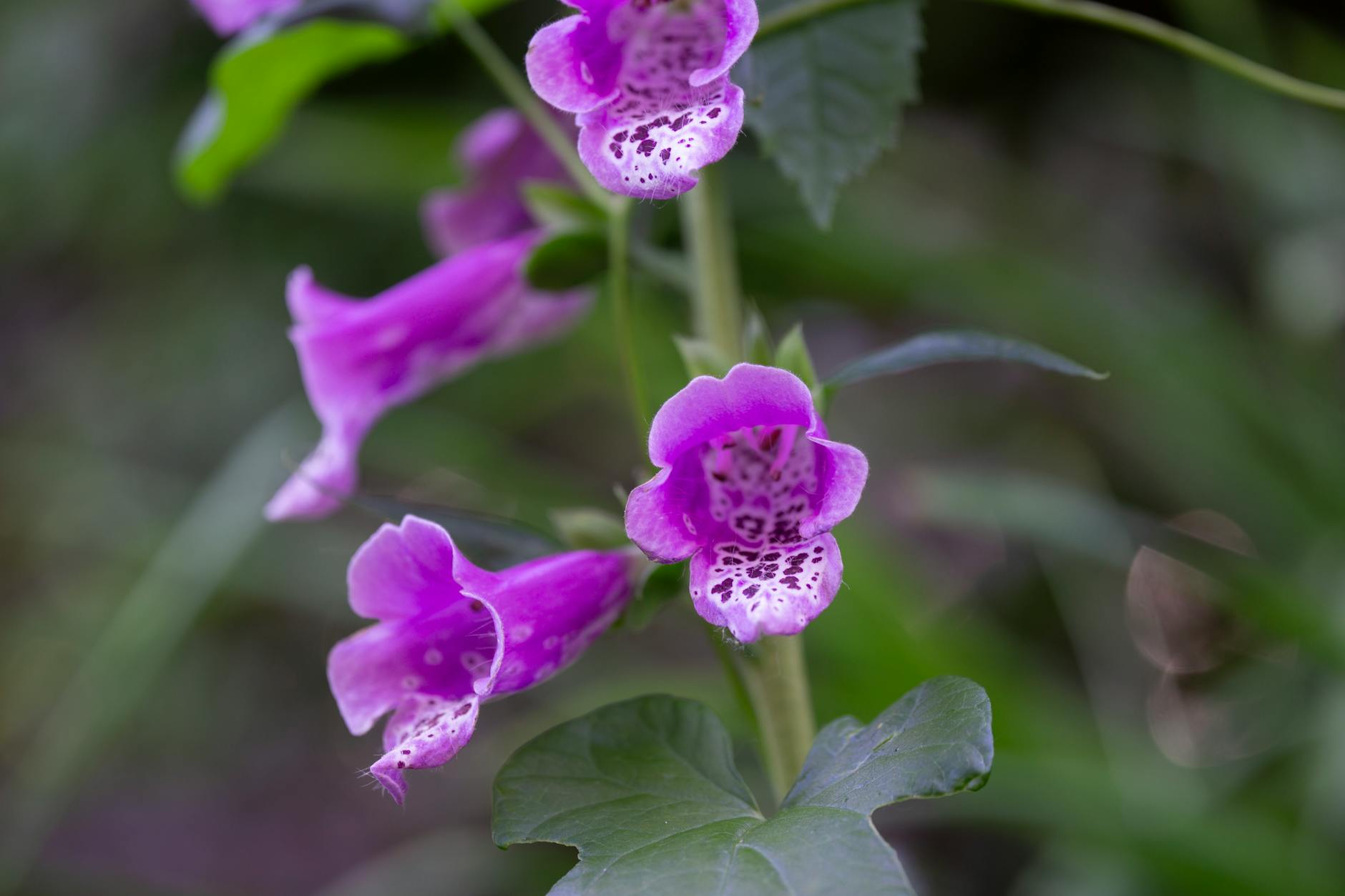 Foxglove Flowers
