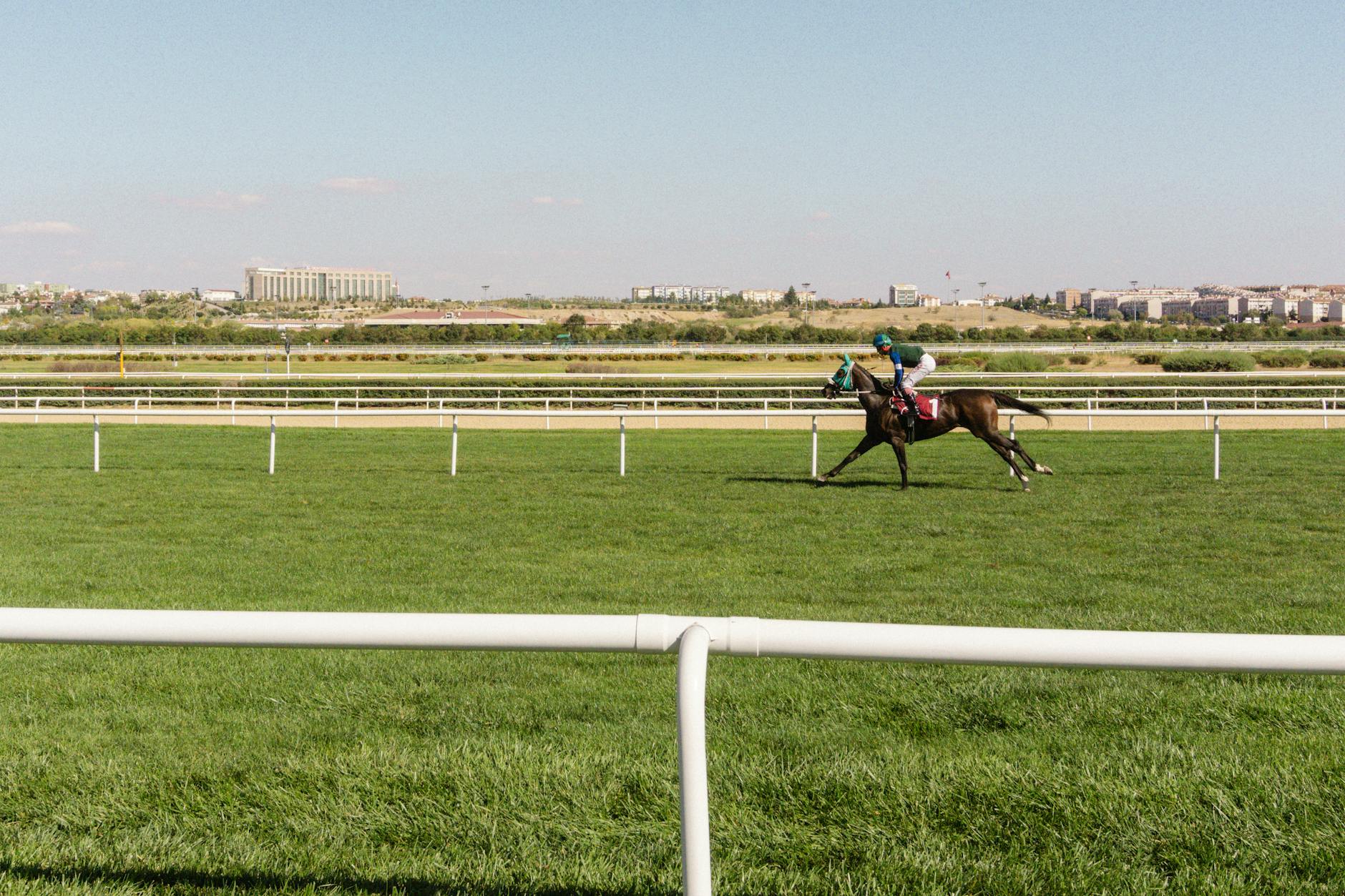 Thoroughbred Racehorse Speed