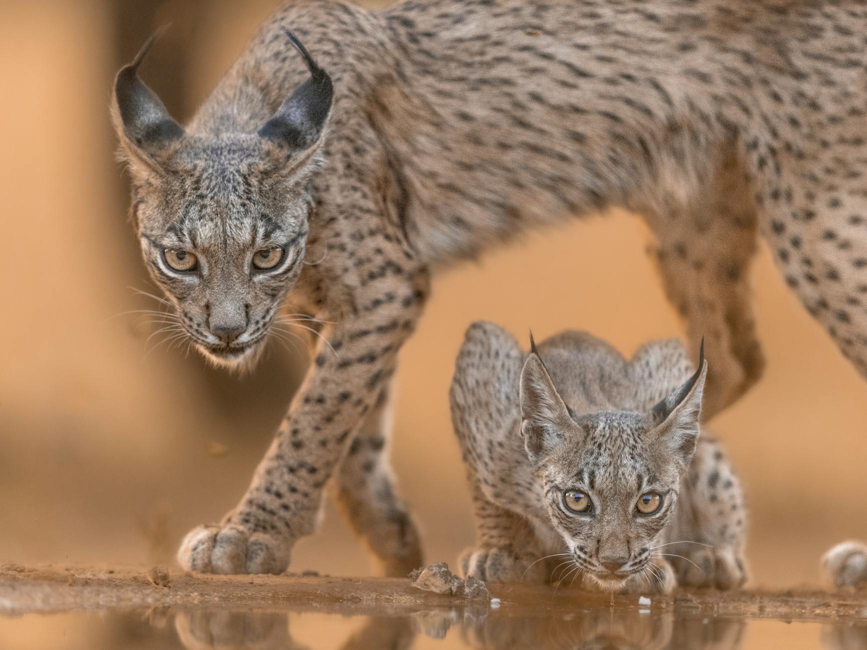 Iberian Lynx Conservation Success