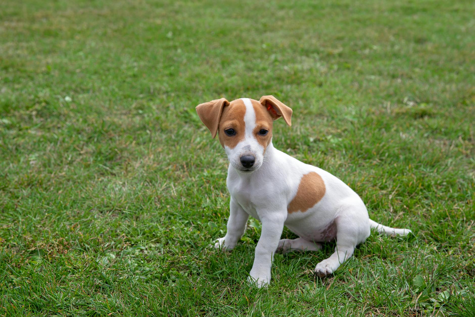 Russell Terrier Gemini Zodiac Sign