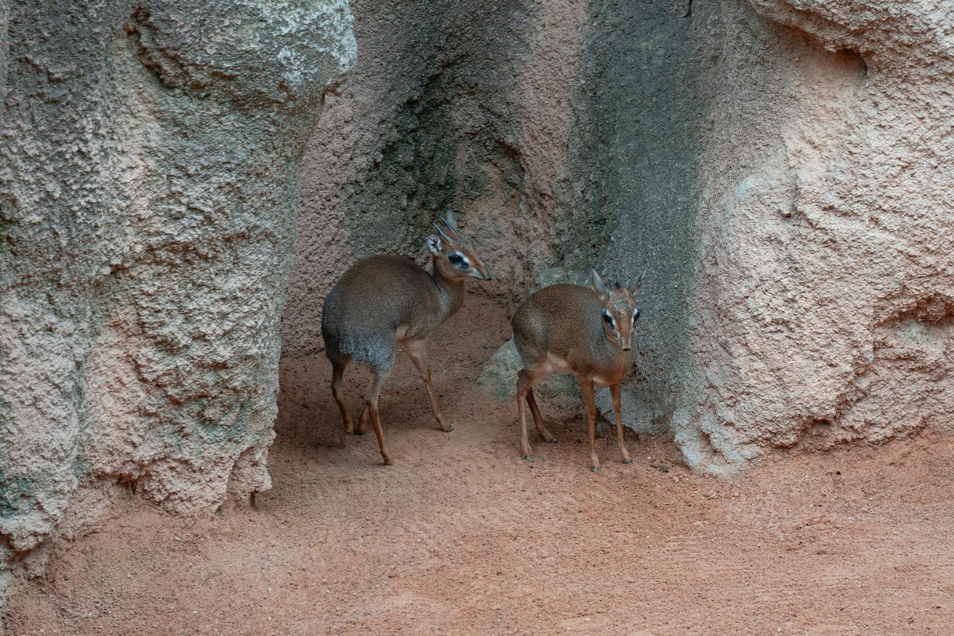 Kirks Dik-Dik Mating Behavior