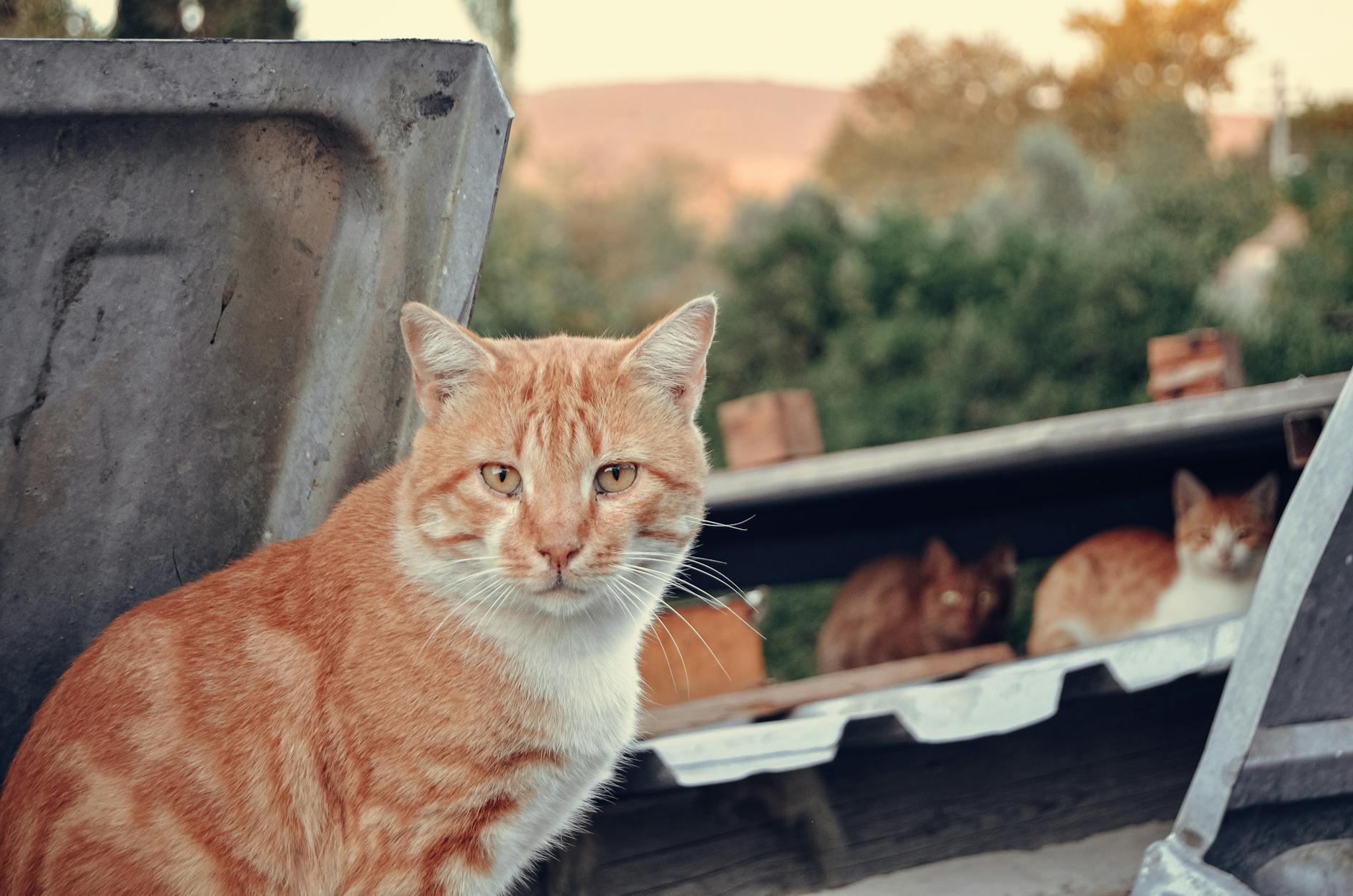 Rolling Pet Food Bin
