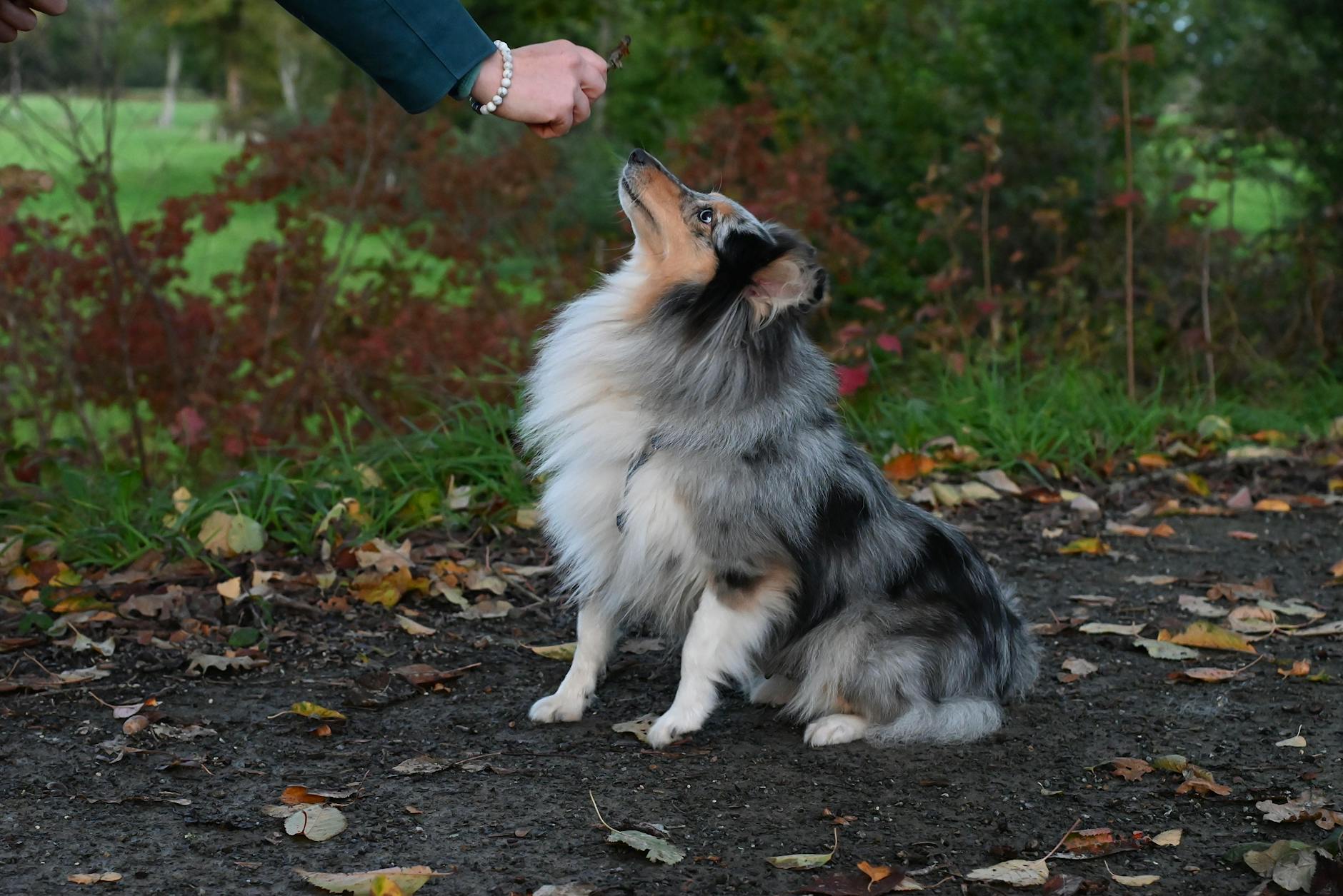 Shetland Sheepdog Training Obedience Loyalty Herding Dog
