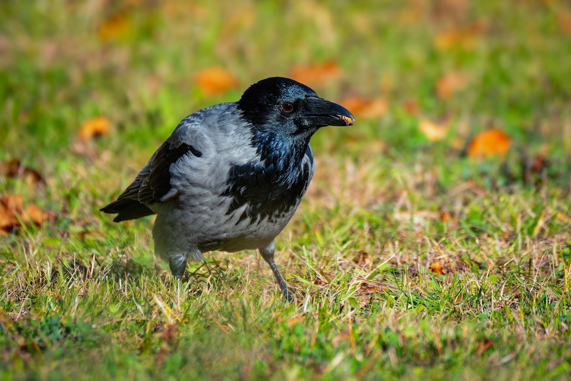 Smart Ravens Planning Hiding Food Social Behavior