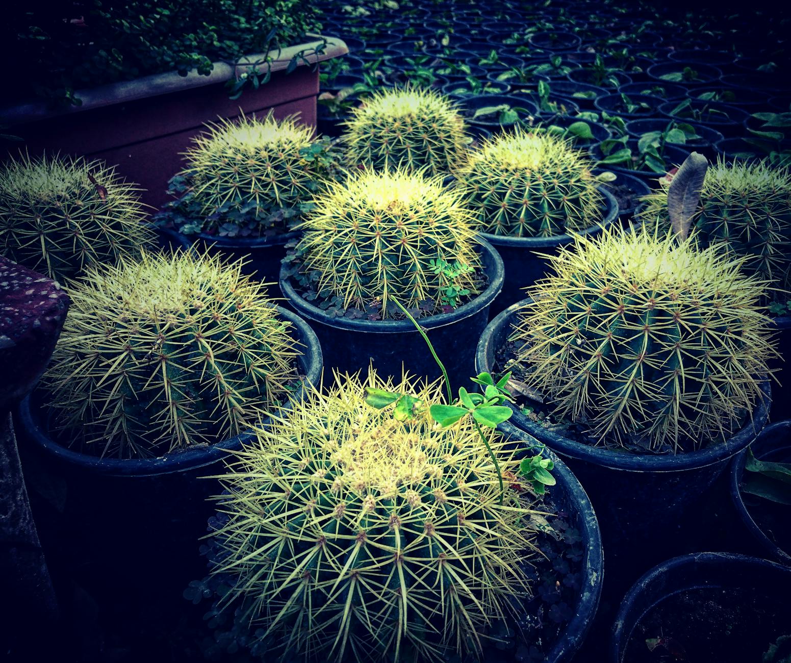 Cactus 
