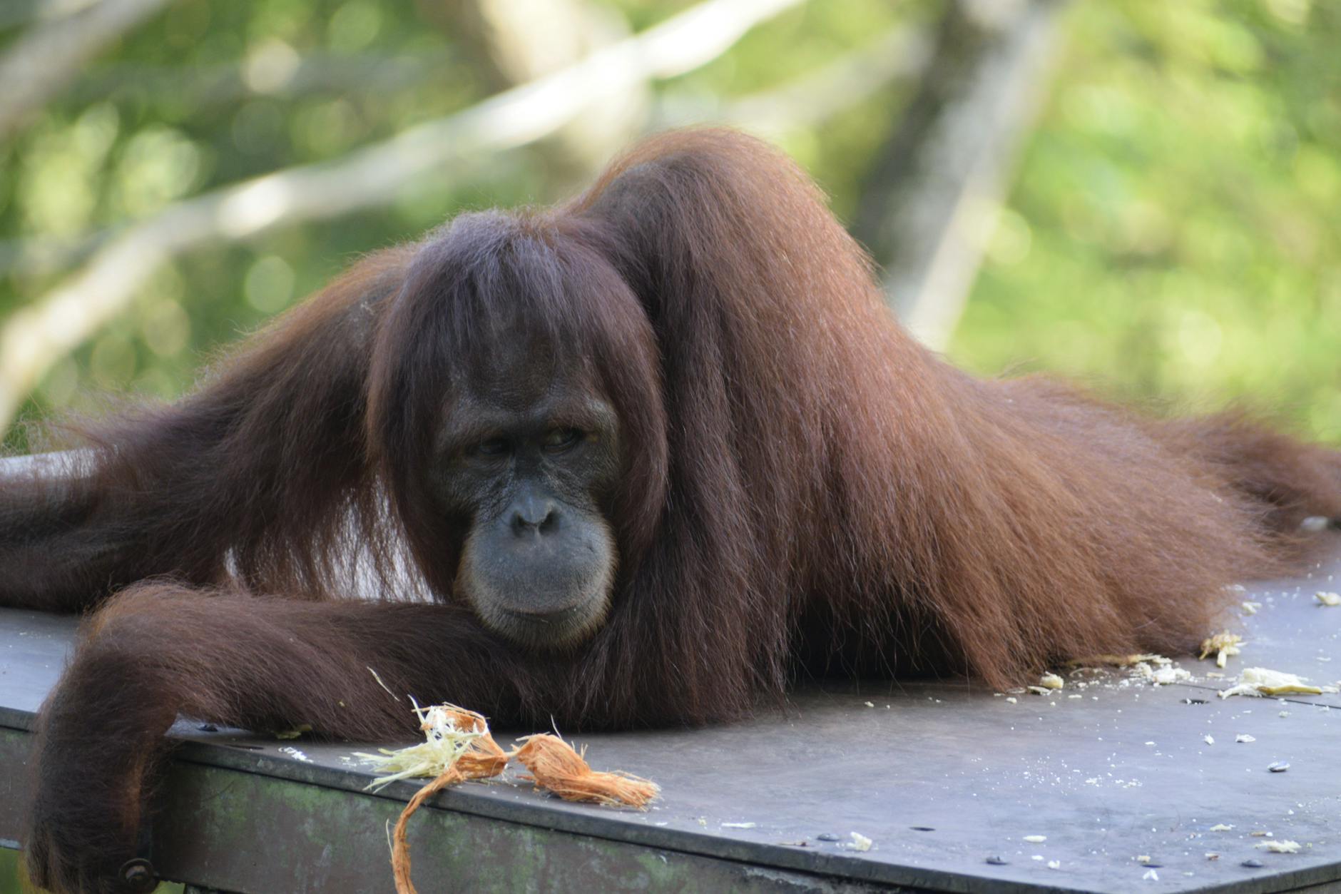 Orangutan Problem Solving Tools Trees Southeast Asia
