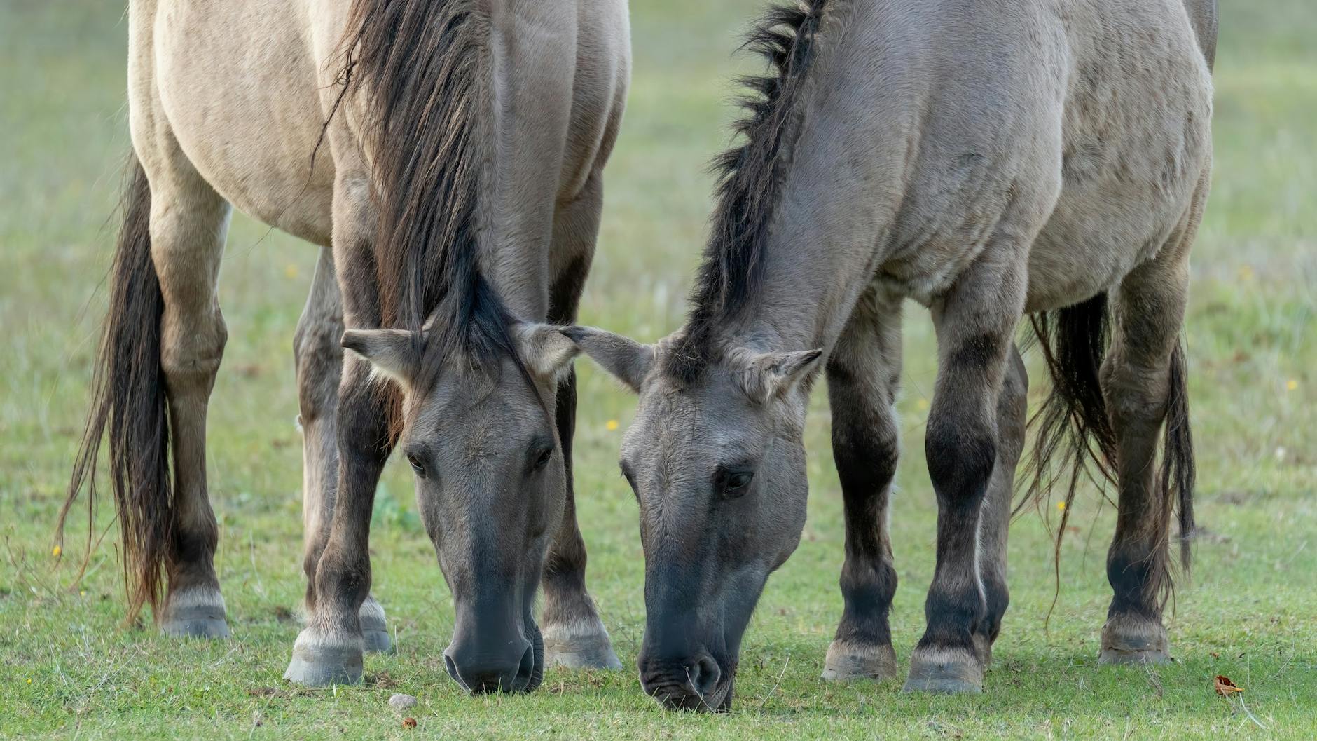 Przewalskis Horse Wild Horse Conservation Mongolia