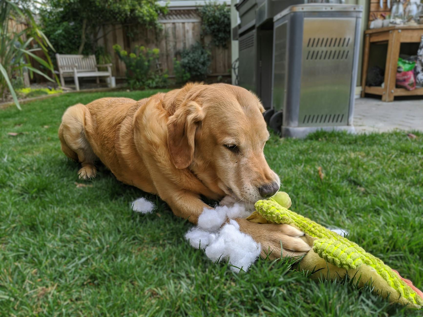 Dog Tearing Stuffed Animal