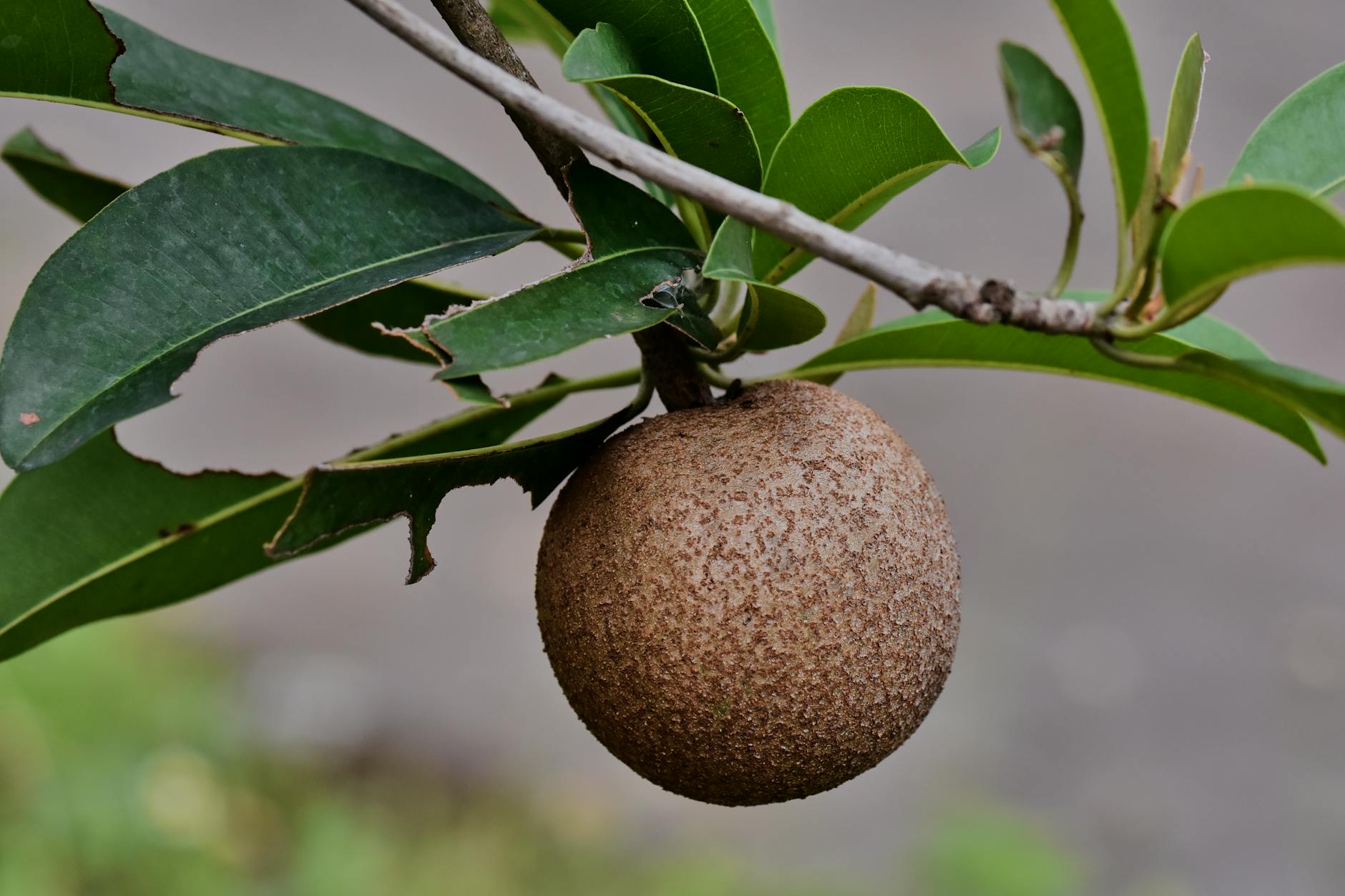 Sapodilla Fruit