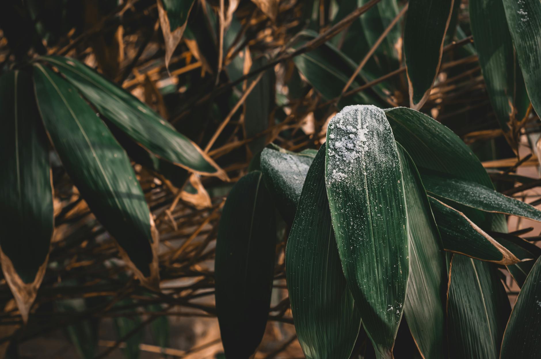 Leaves With White Dust