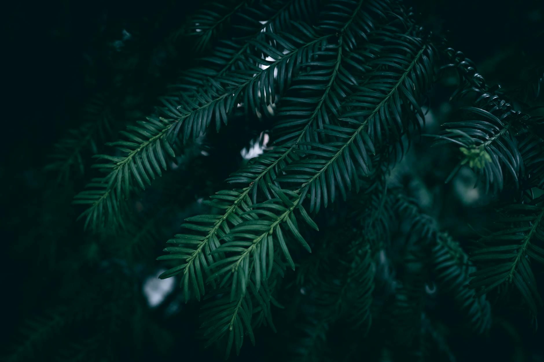 Yew Tree Negative Energy Bad Luck