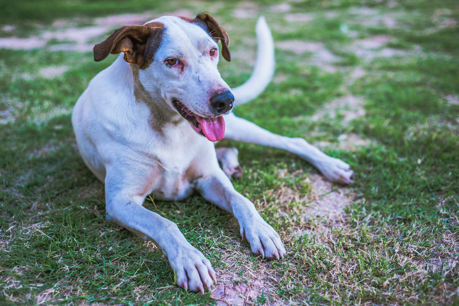 Restless Dog Pacing In Pain