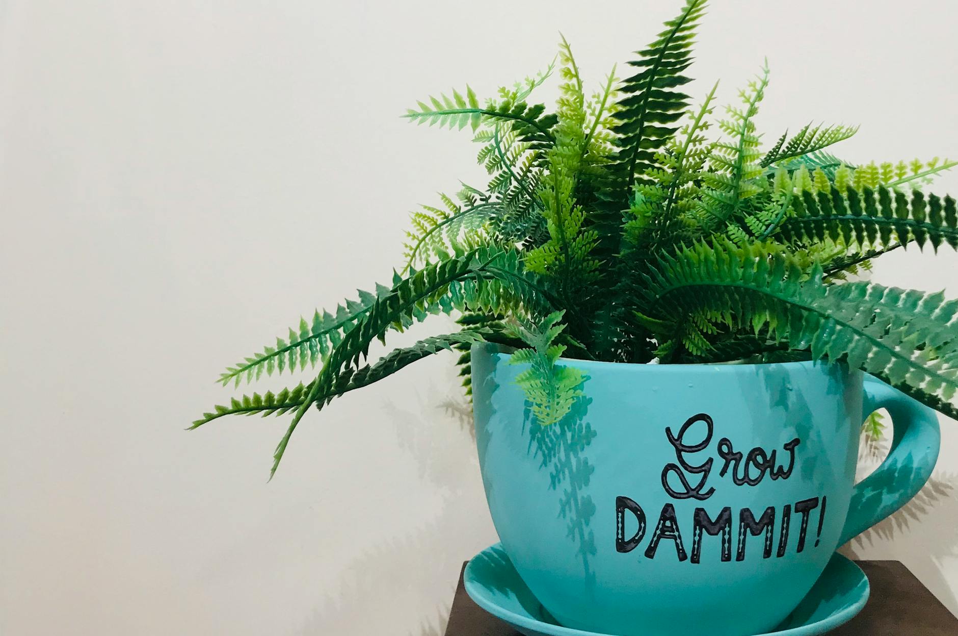 Kimberly Queen Fern Indoor Plant