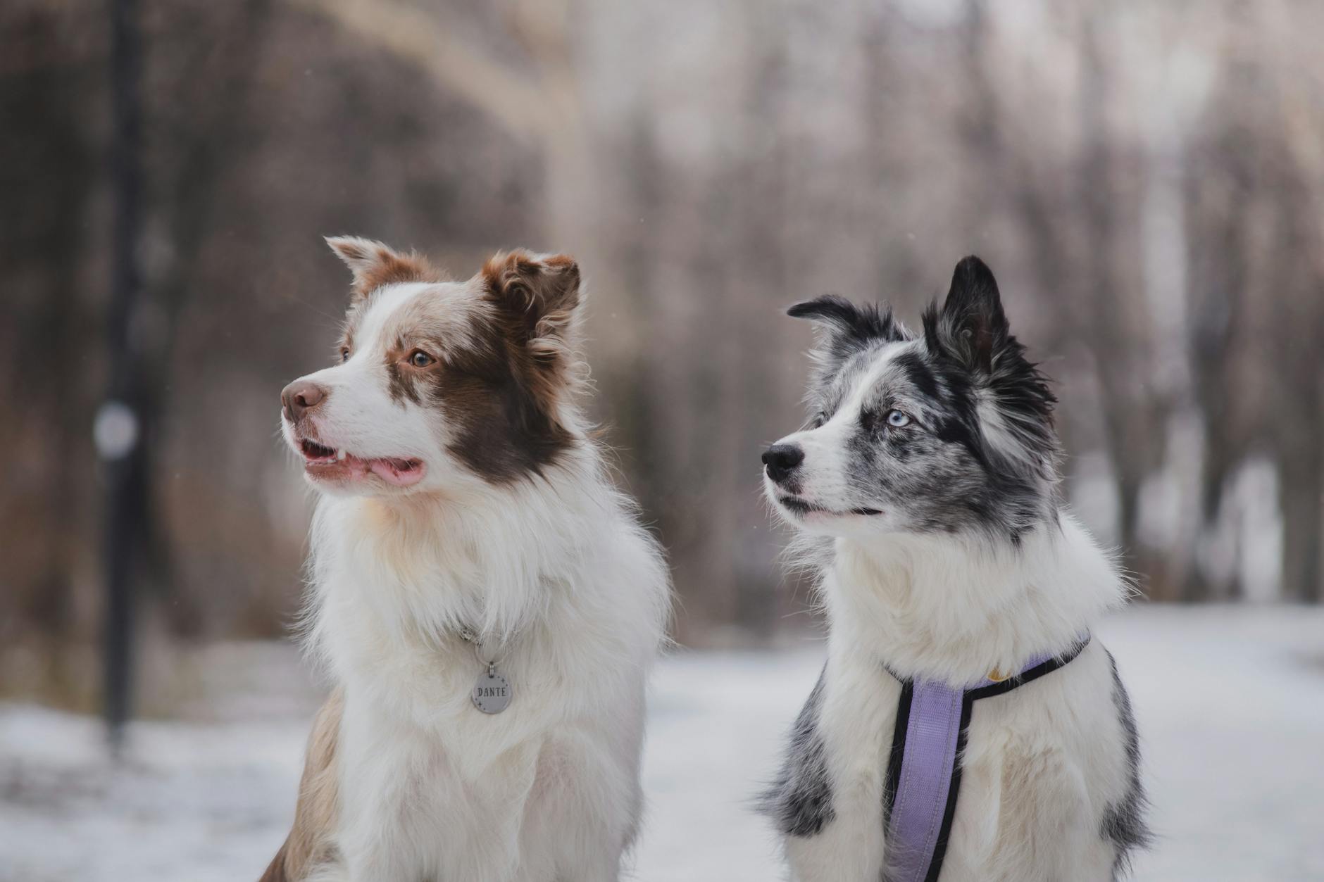 Border Collie Intelligence Problem Solving Herding