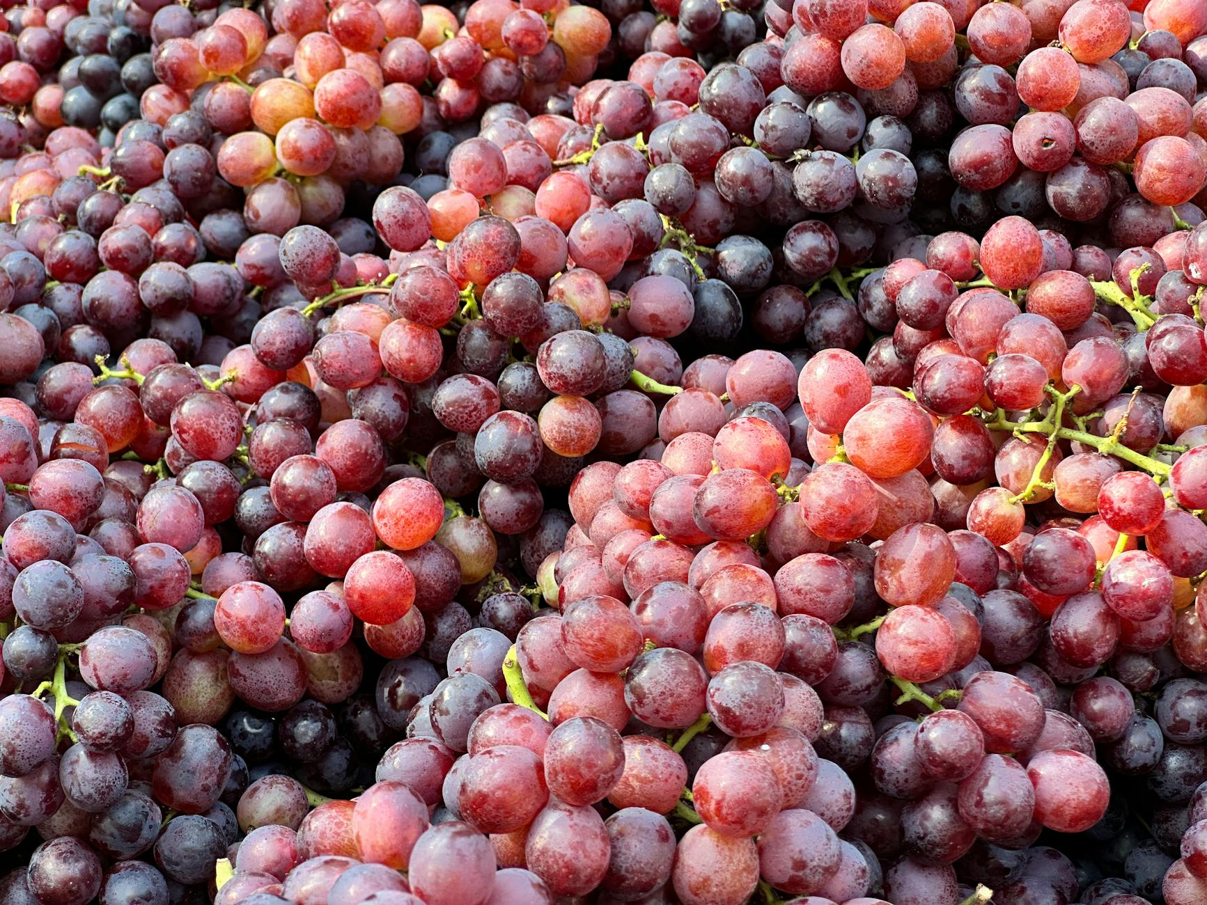 Red Grapes 