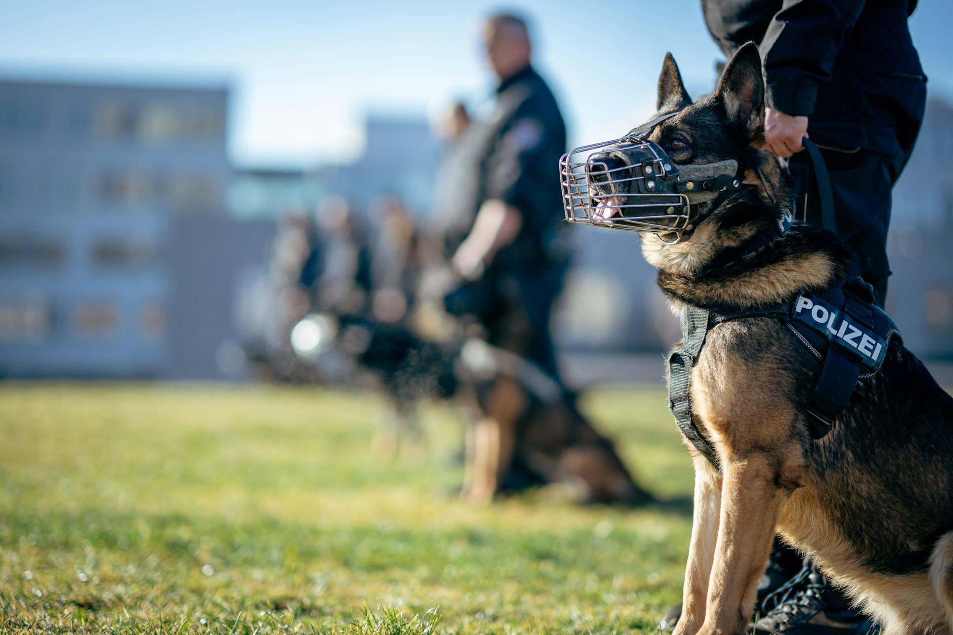 German Shepherd Aggressive Behavior Police Military