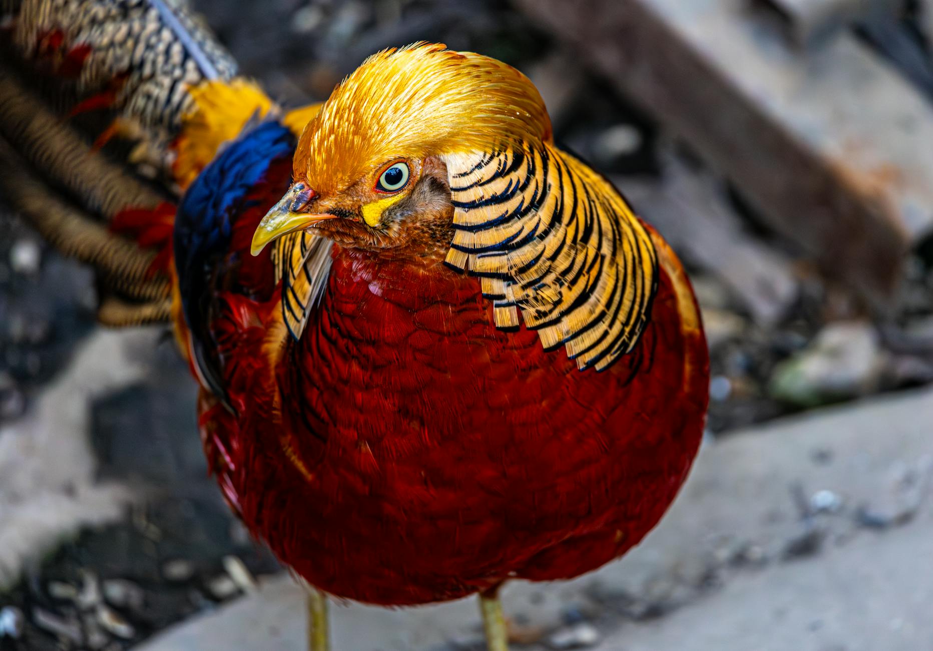 Golden Pheasant Colorful Bird Western China