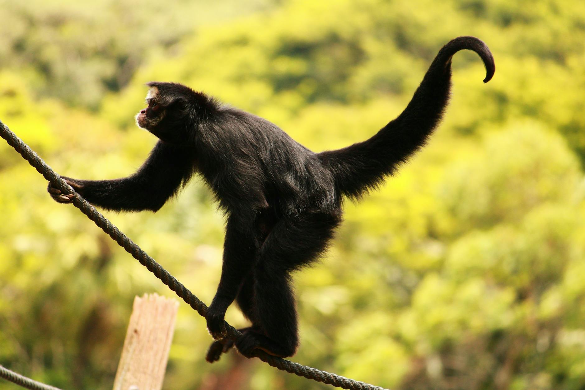 Spider Monkey Rainforest Canopy Social Behavior