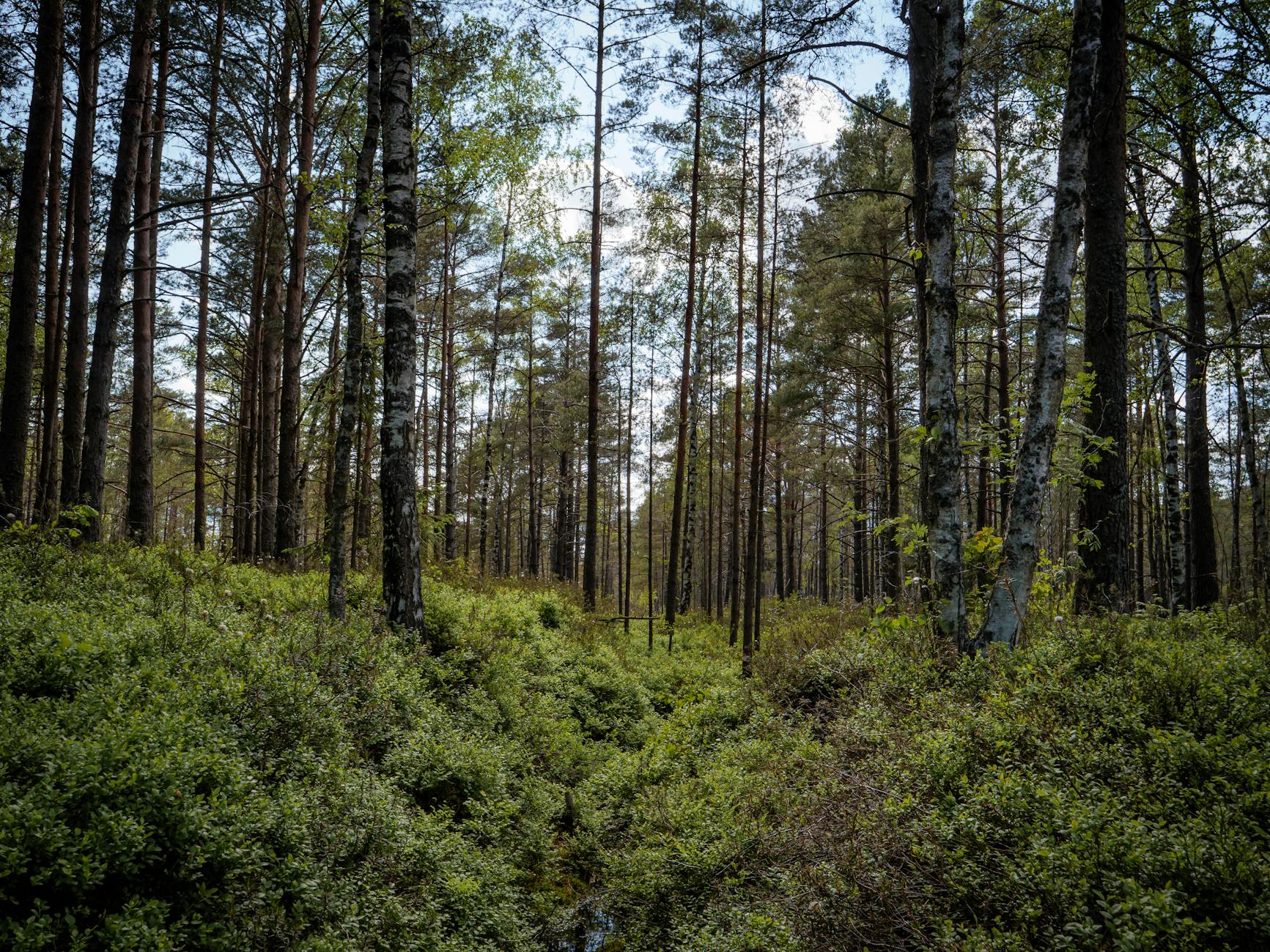 Forest Bathing Nature Relaxation