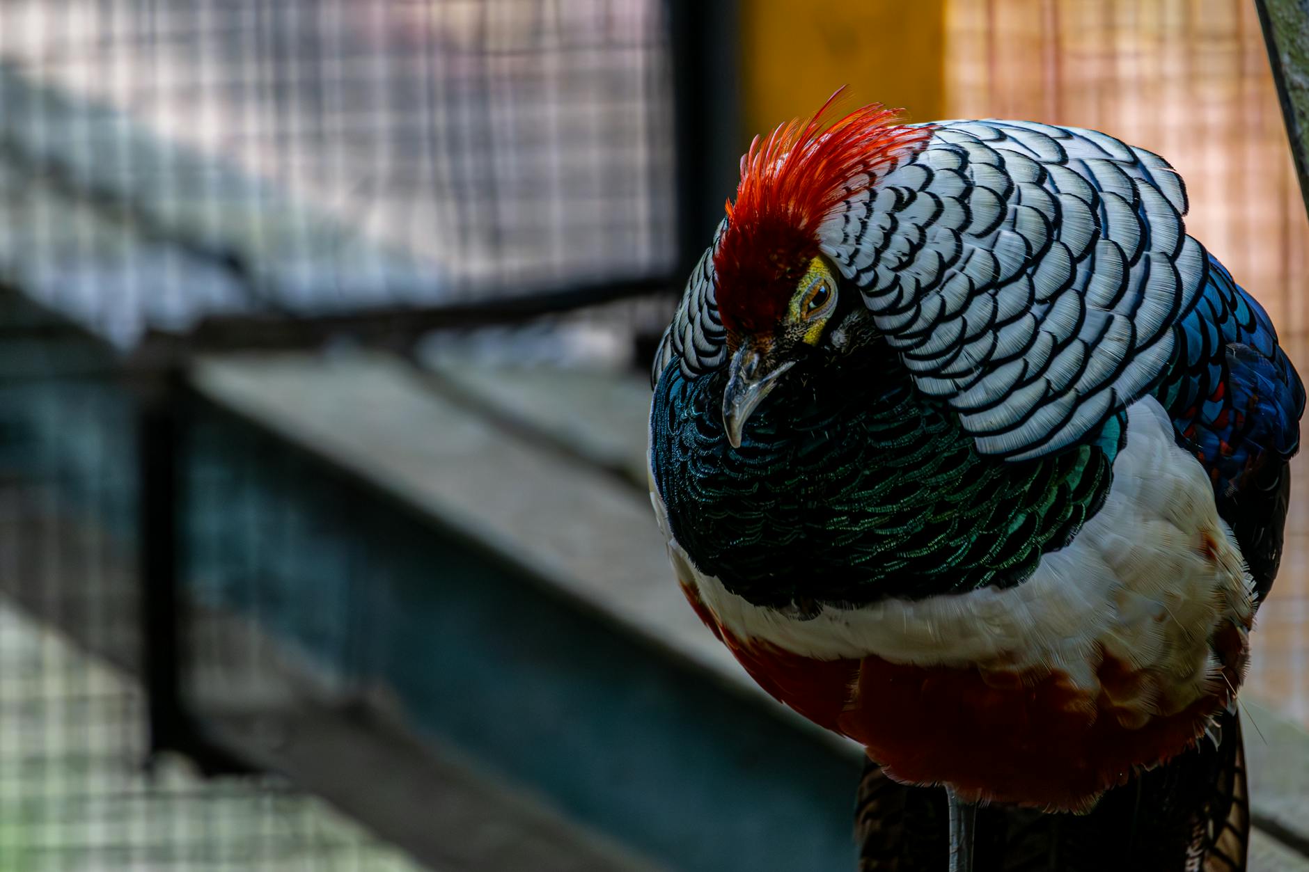 Lady Amhersts Pheasant Colorful Feathers