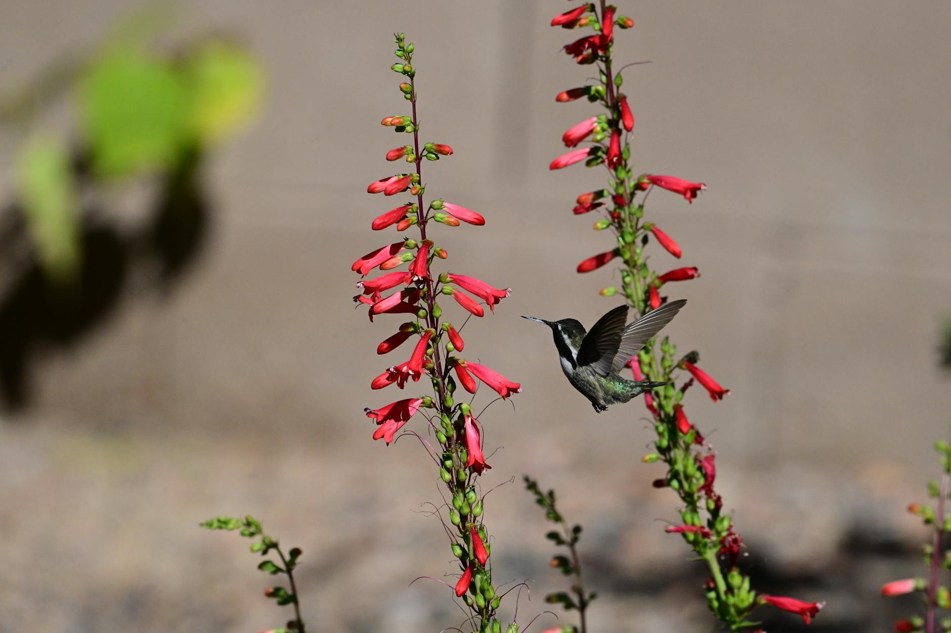 Penstemon Flower