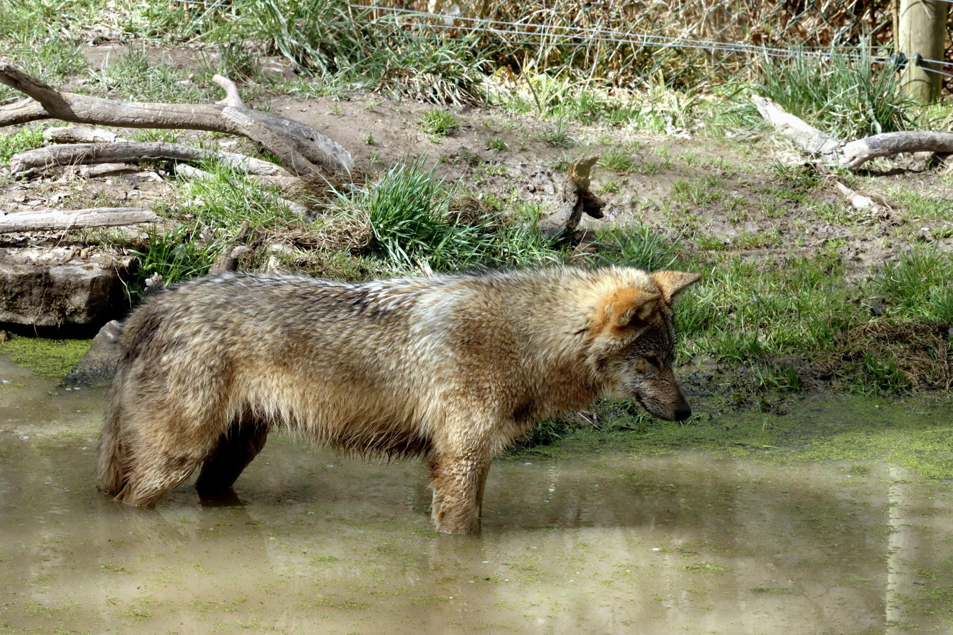 Wolf Tracks In Snow Or Mud