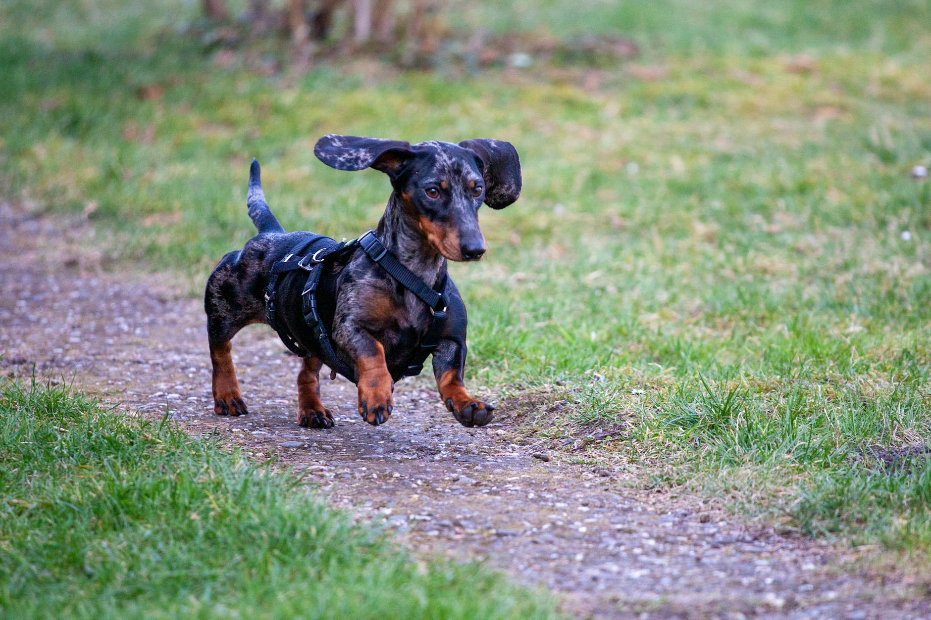 Dachshund Aggressive Behavior