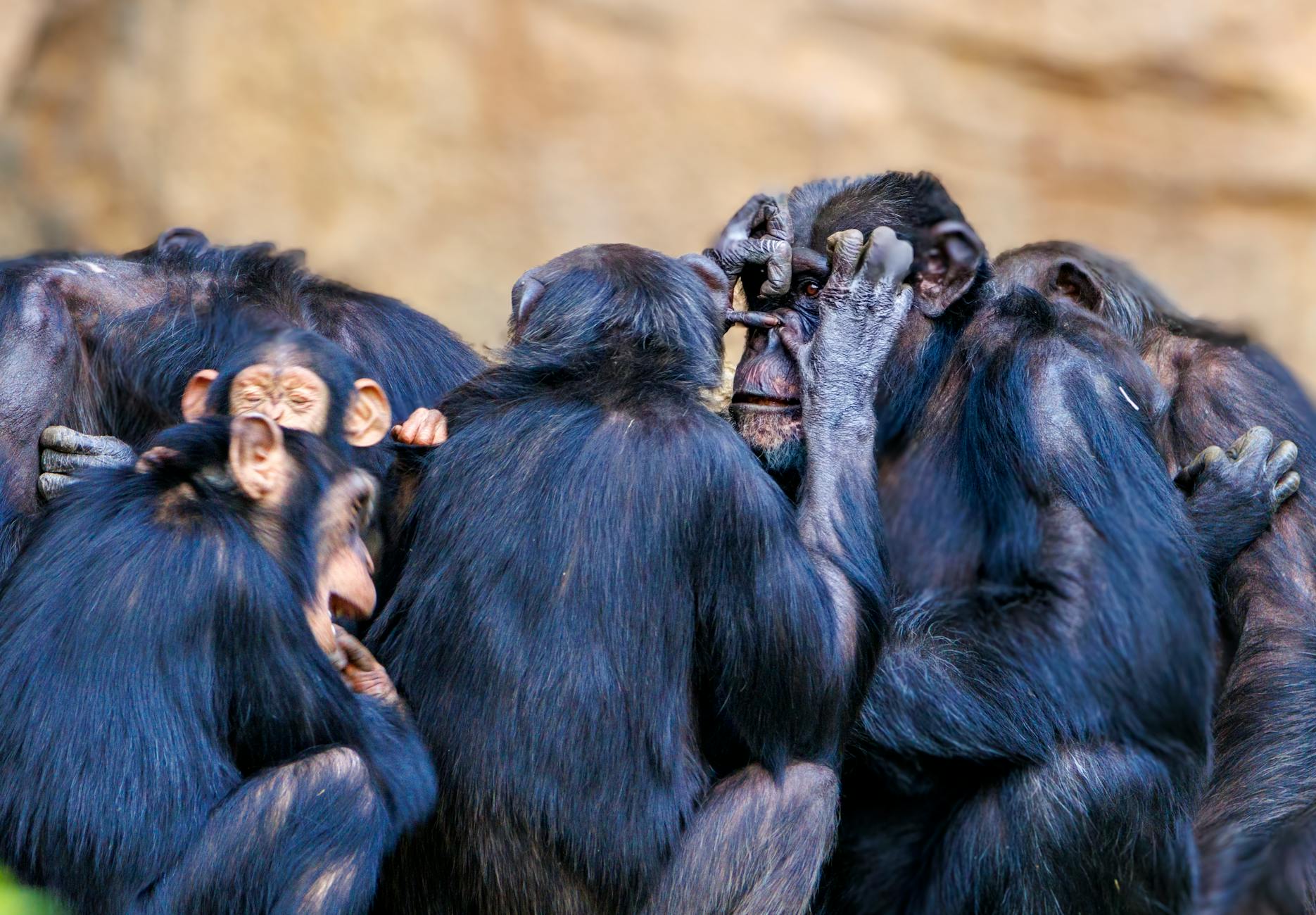 Chimpanzee Intelligence Tool Use Social Behavior