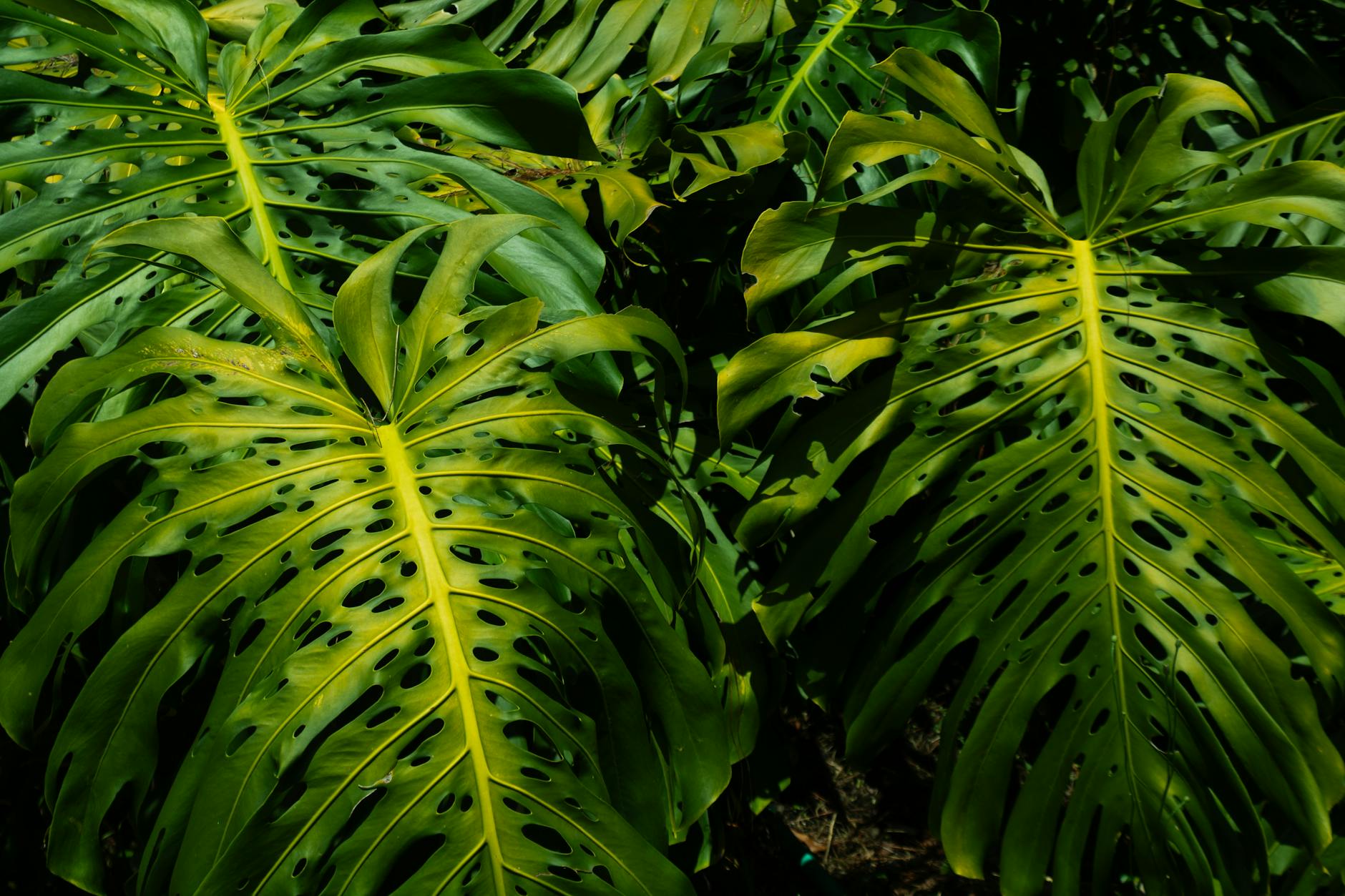 Yellowing Leaves On Plants