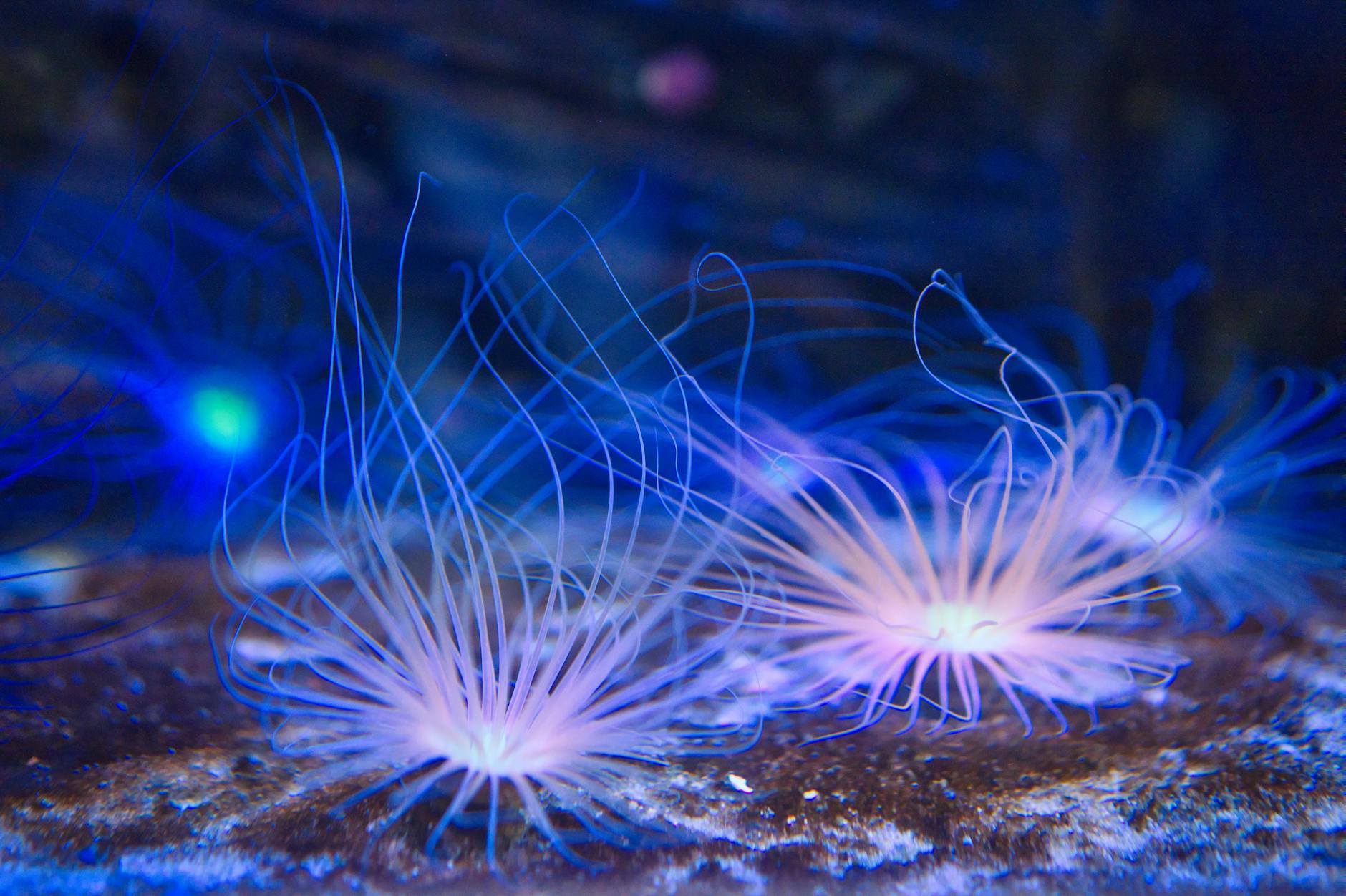 Tube Worm Marine Invertebrate Gulf Of Mexico