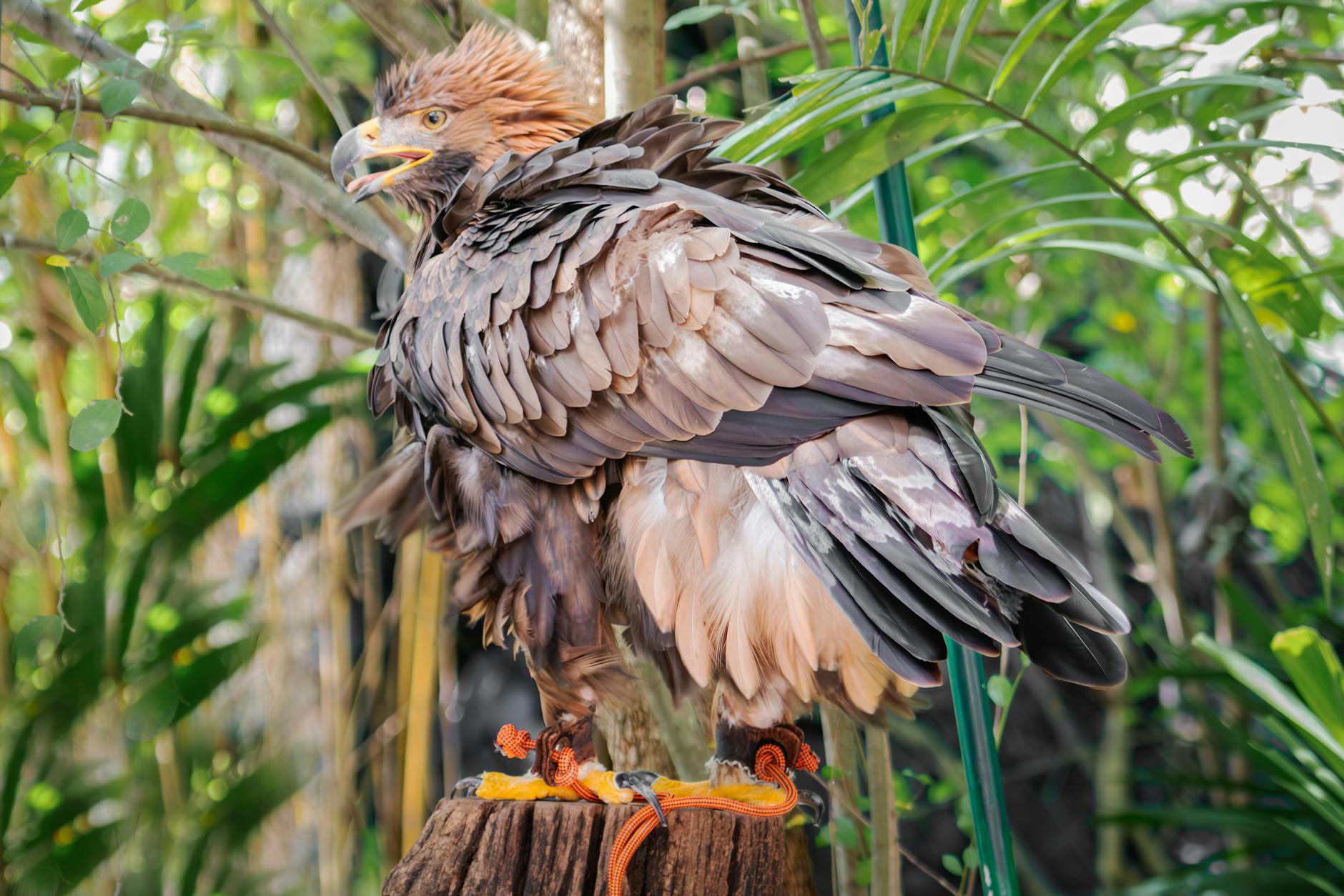 Philippine Eagle Endangered Habitat Conservation