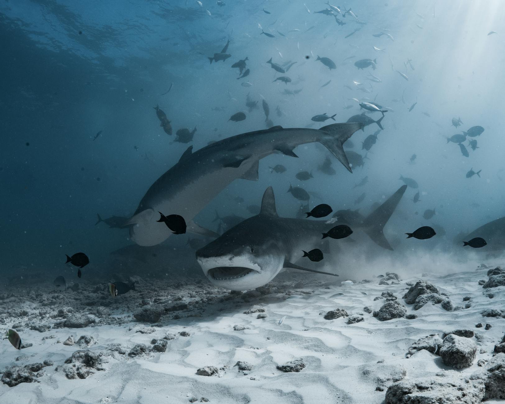 Beqa Lagoon Bull Shark Dive Underwater Adventure