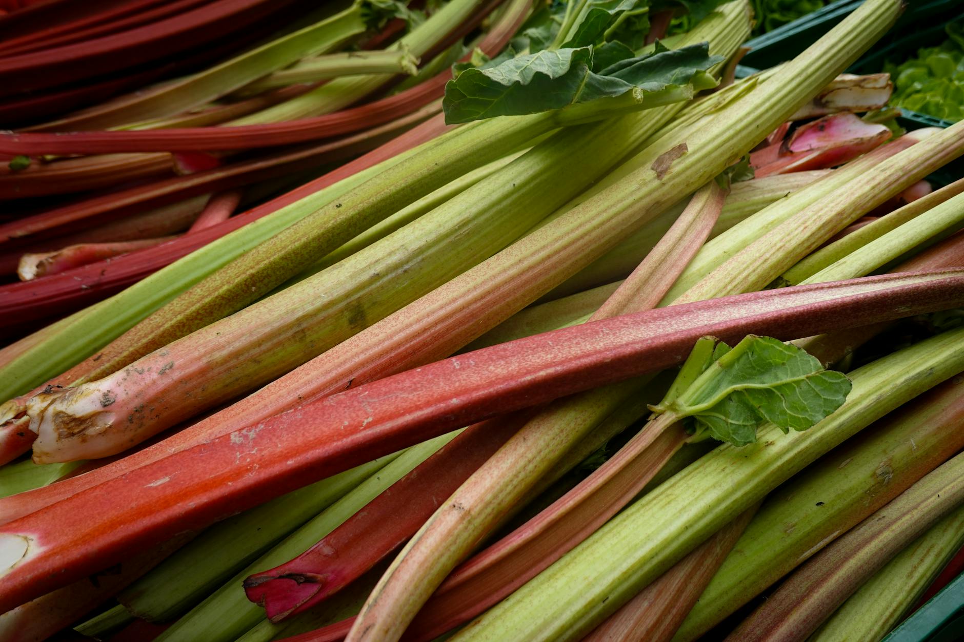 Rhubarb Food