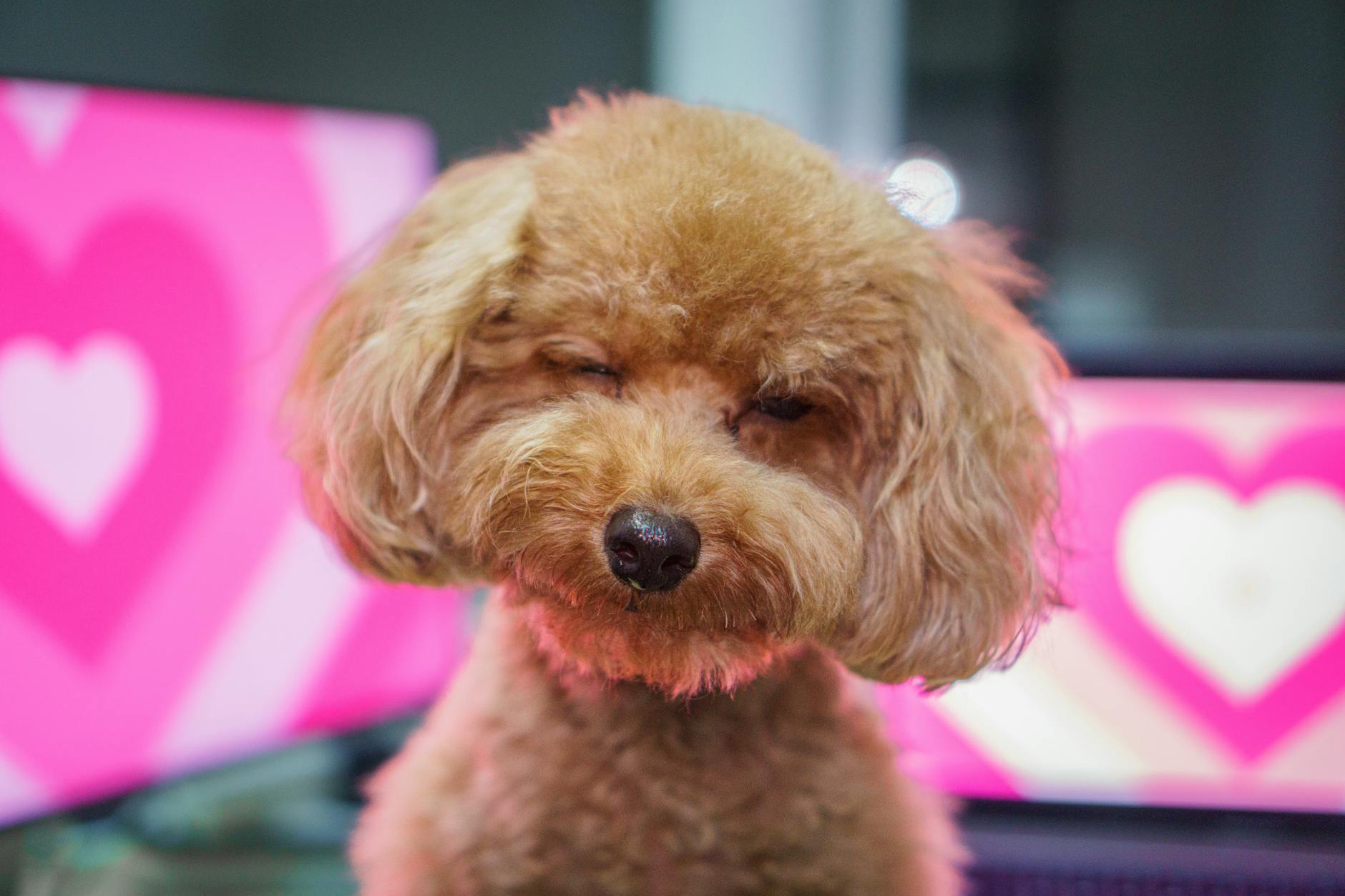 Toy Poodle