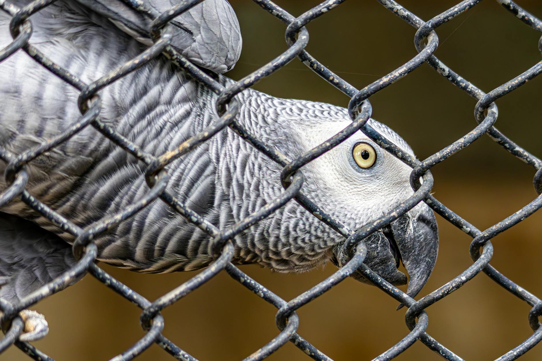 African Grey Parrot Intelligent Behavior Cognitive Skills