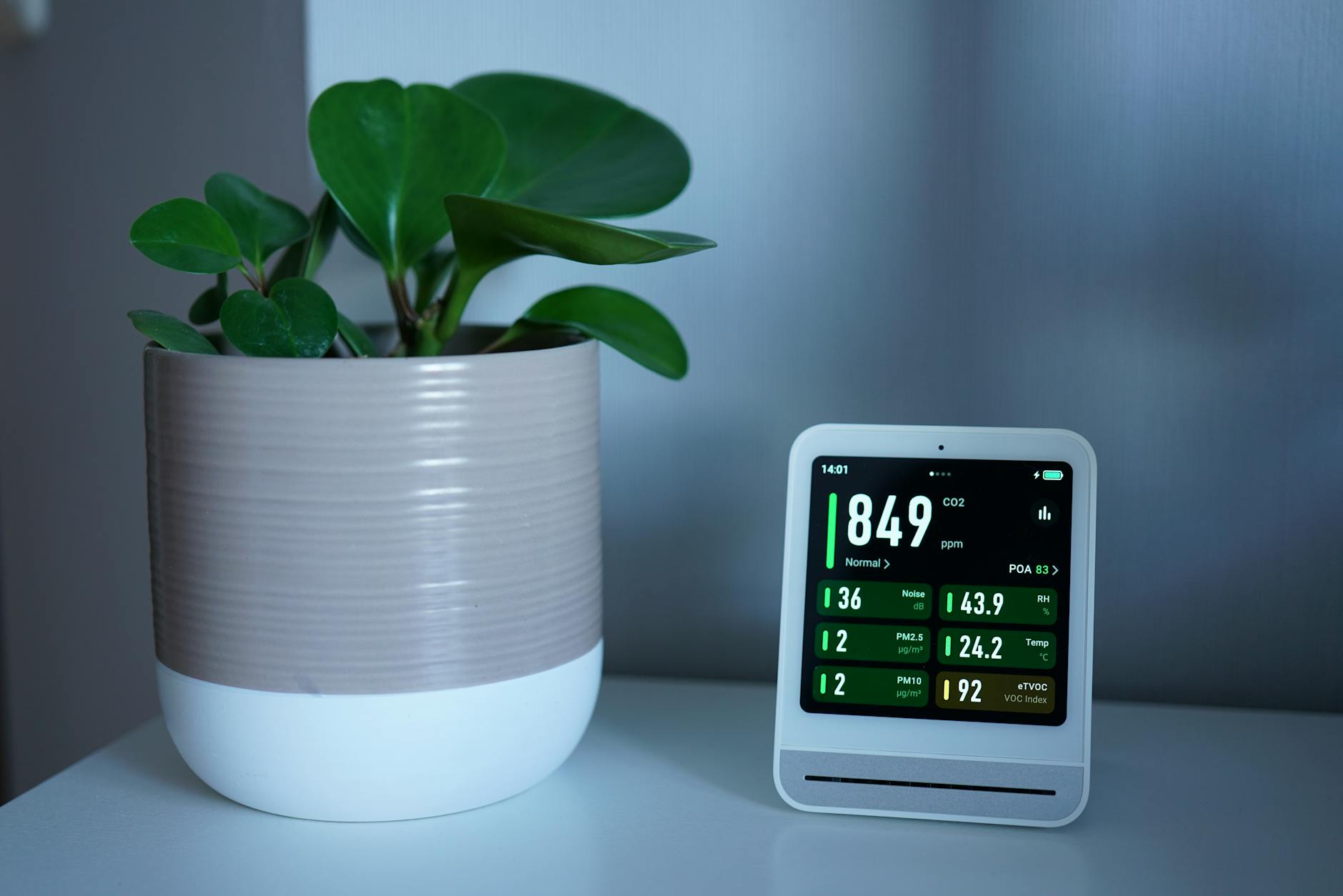 Money Plant Indoor Air Purifier