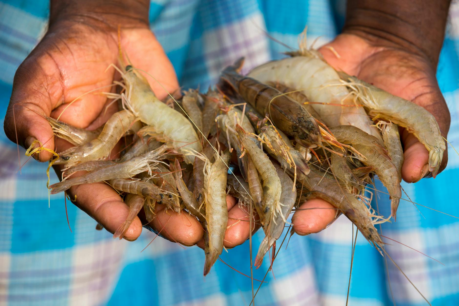Stockholm Food Cuisine Meatballs Prawns Fika Cinnamon Bun Sustainable Fishing Organic Farming